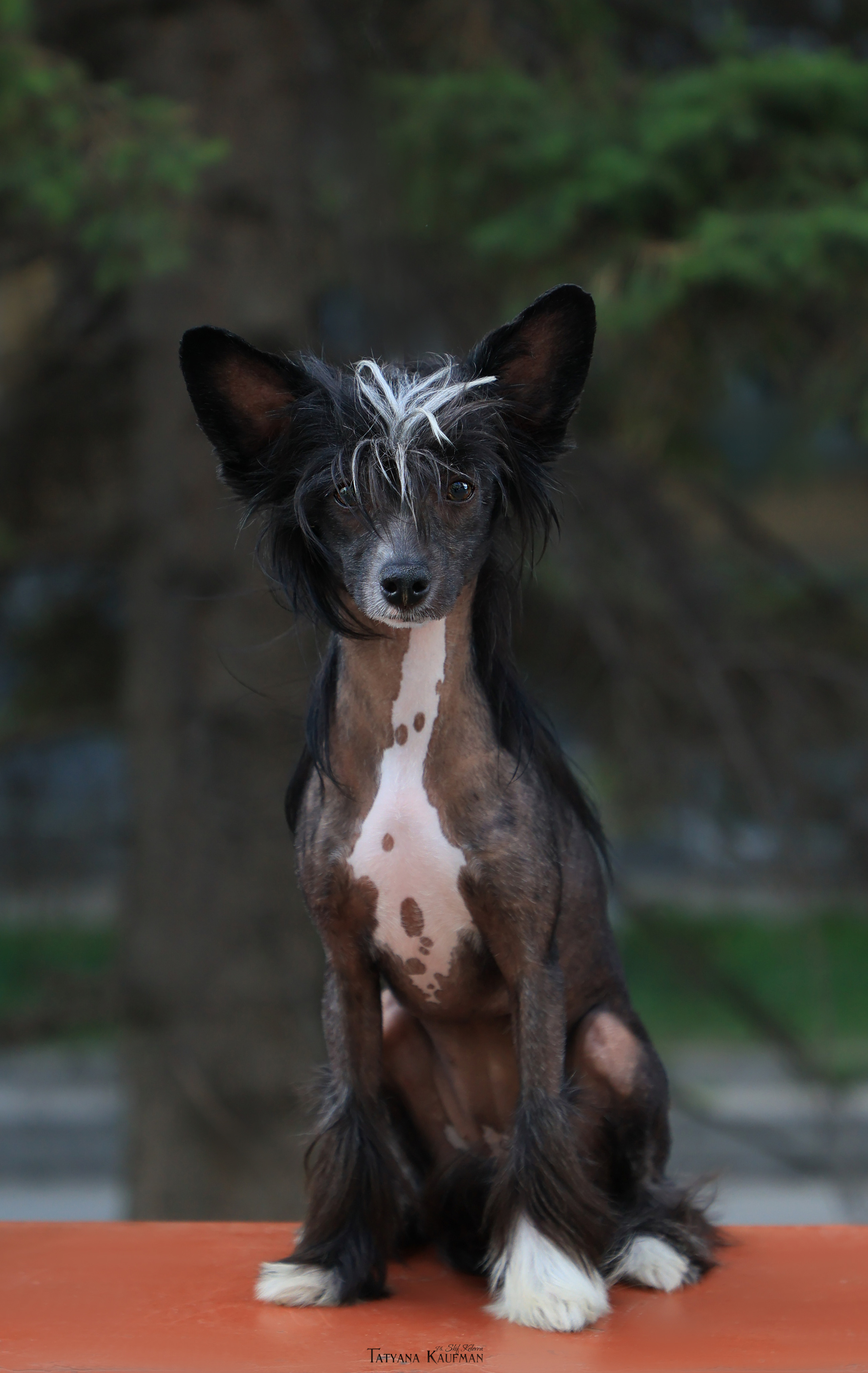 КХС Яны Кадошниковой. Фотограф Анималист из Новосибирска Татьяна Кауфман