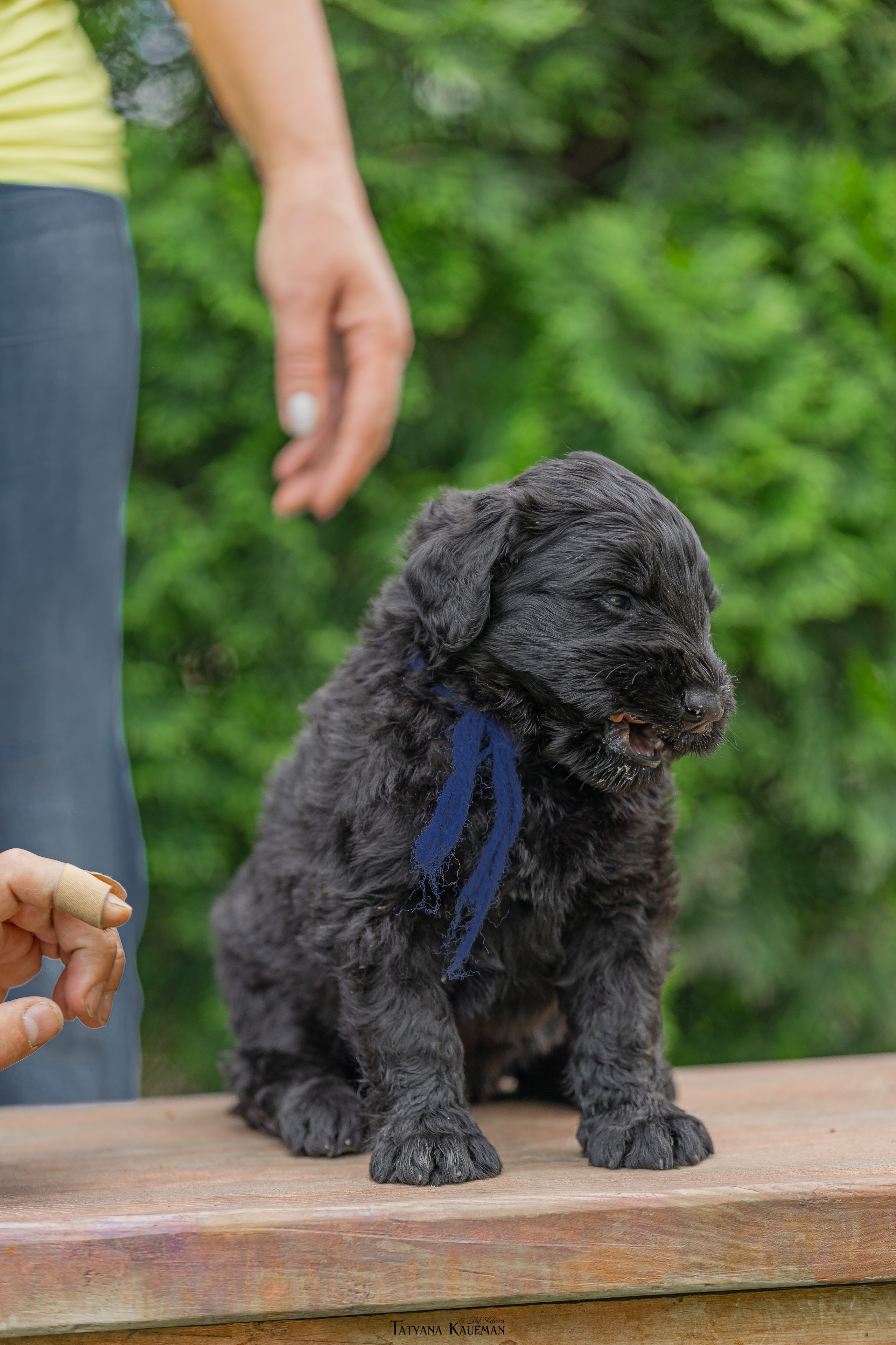 Фотосъемка щенков русских черных терьеров. Фотограф Анималист из Новосибирска Татьяна Кауфман