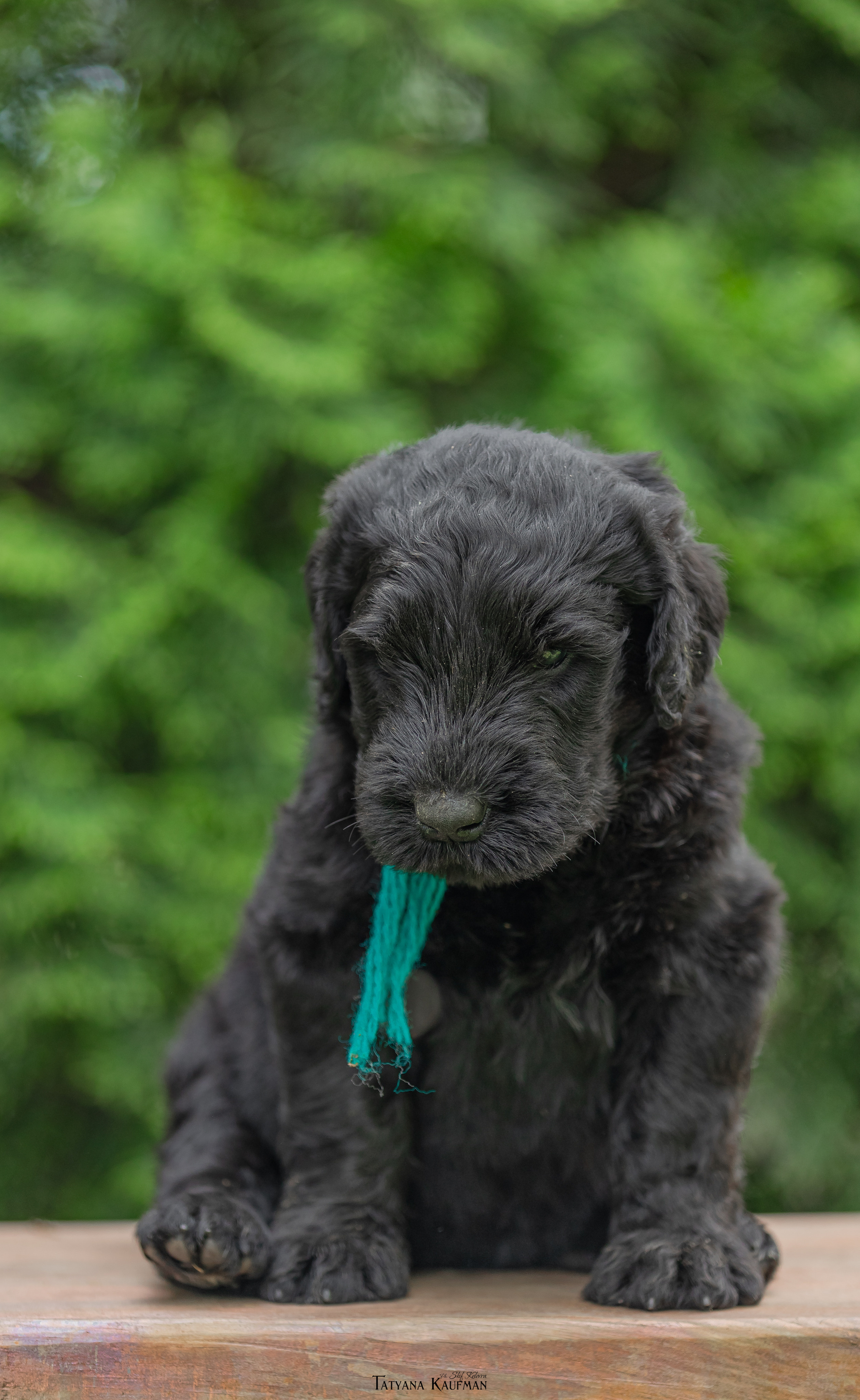 Фотосъемка щенков русских черных терьеров. Фотограф Анималист из Новосибирска Татьяна Кауфман