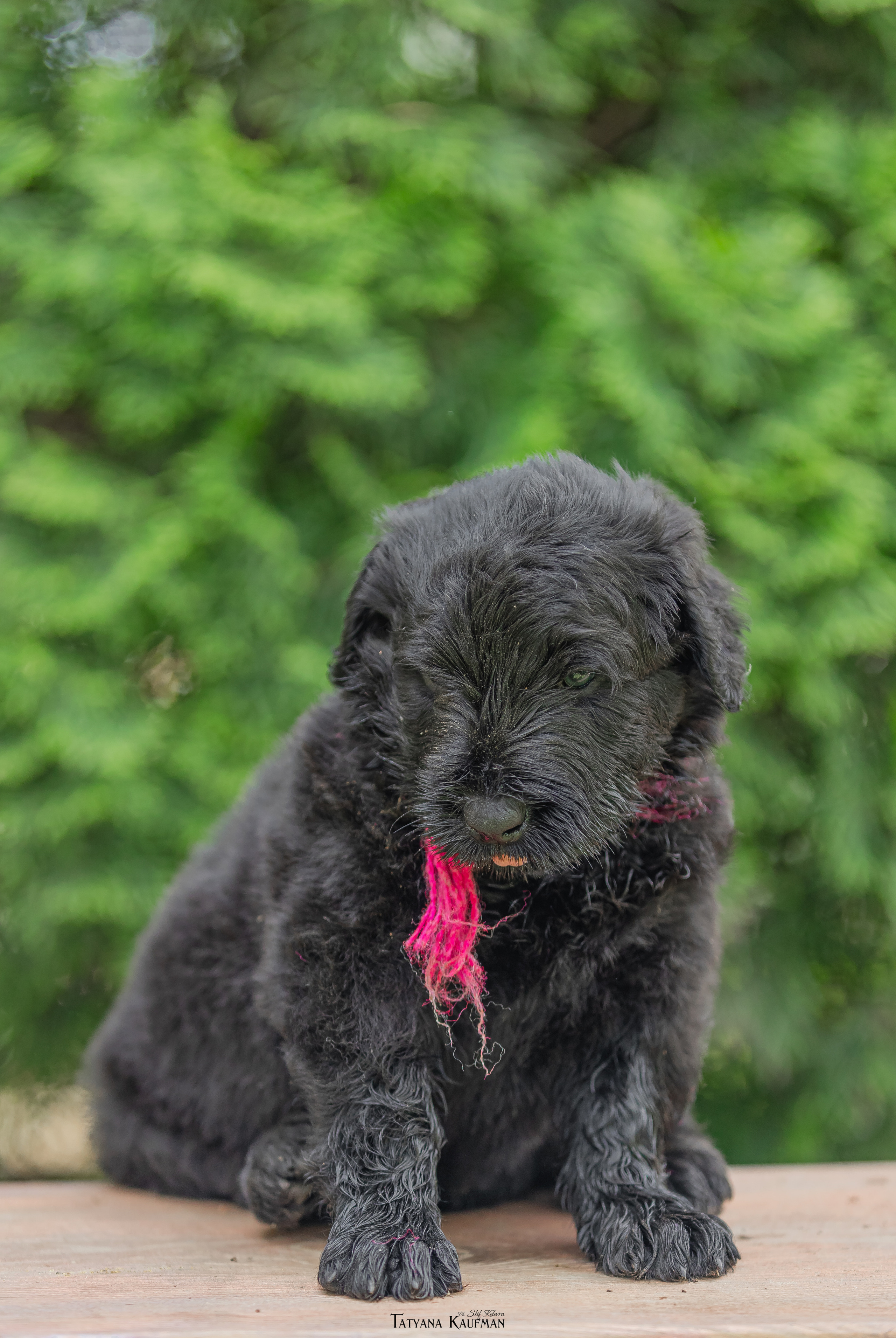 Фотосъемка щенков русских черных терьеров. Фотограф Анималист из Новосибирска Татьяна Кауфман