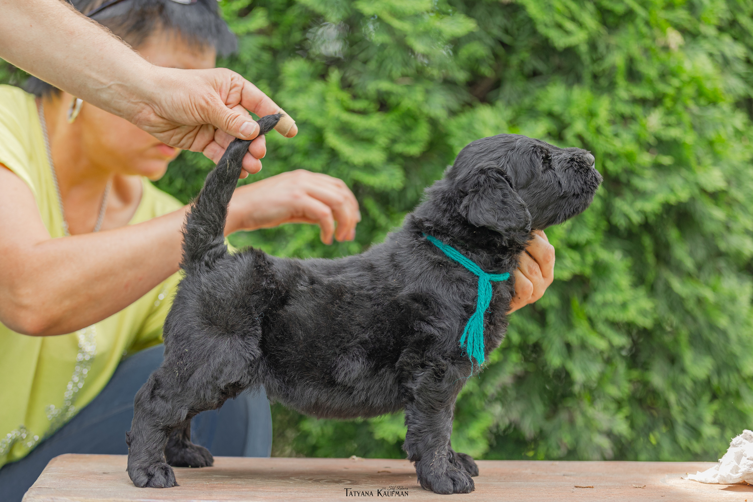 Фотосъемка щенков русских черных терьеров. Фотограф Анималист из Новосибирска Татьяна Кауфман
