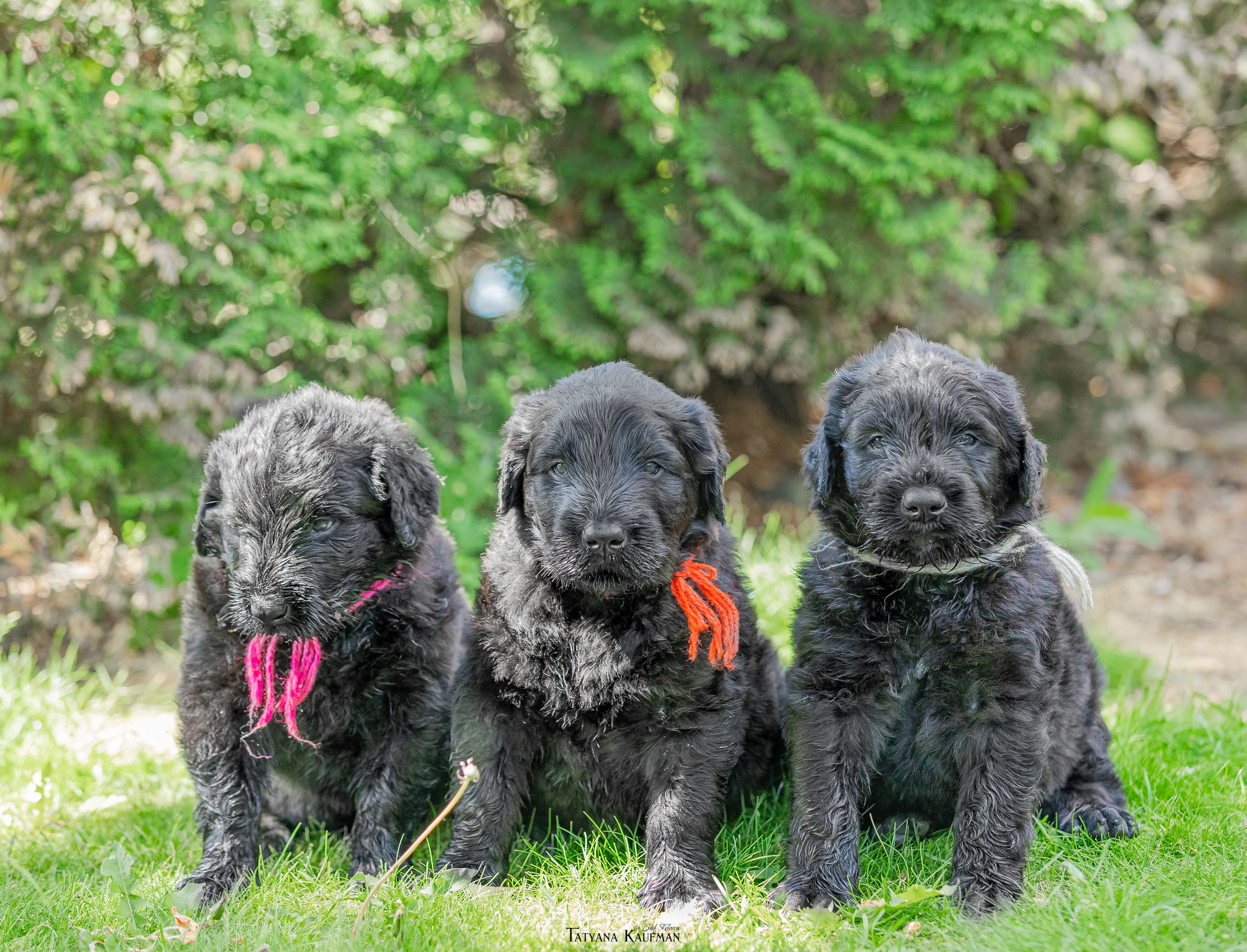 Фотосъемка щенков русских черных терьеров. Фотограф Анималист из Новосибирска Татьяна Кауфман