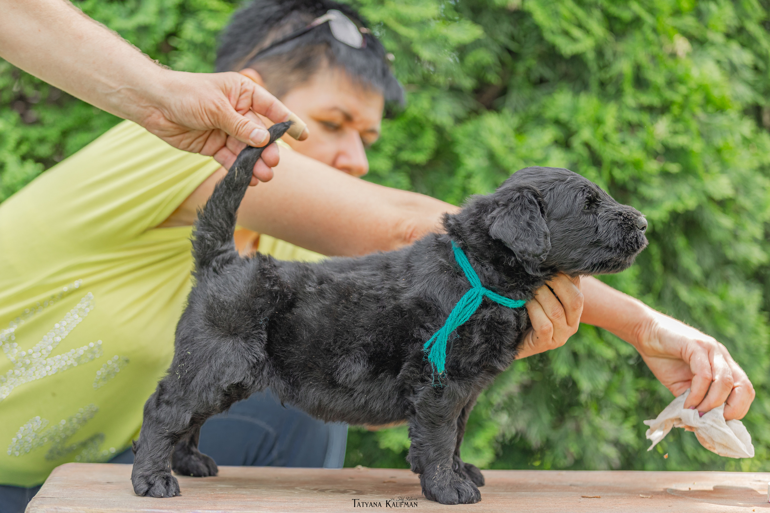 Фотосъемка щенков русских черных терьеров. Фотограф Анималист из Новосибирска Татьяна Кауфман