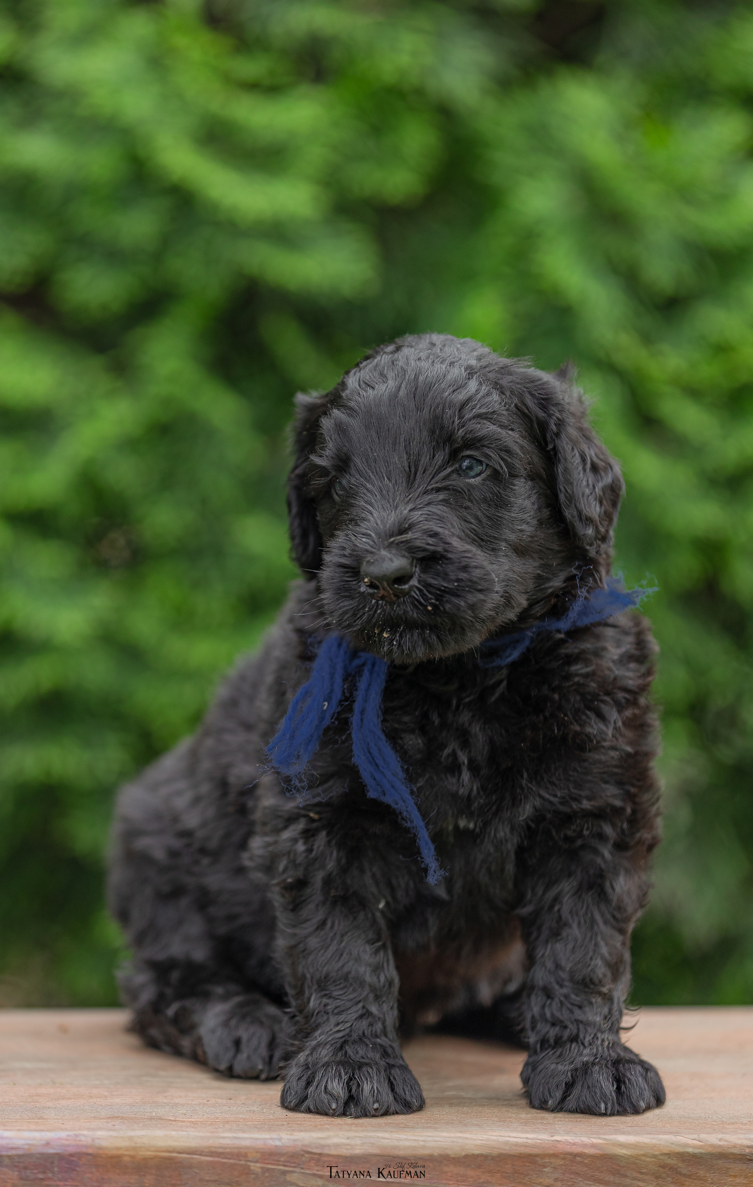 Фотосъемка щенков русских черных терьеров. Фотограф Анималист из Новосибирска Татьяна Кауфман
