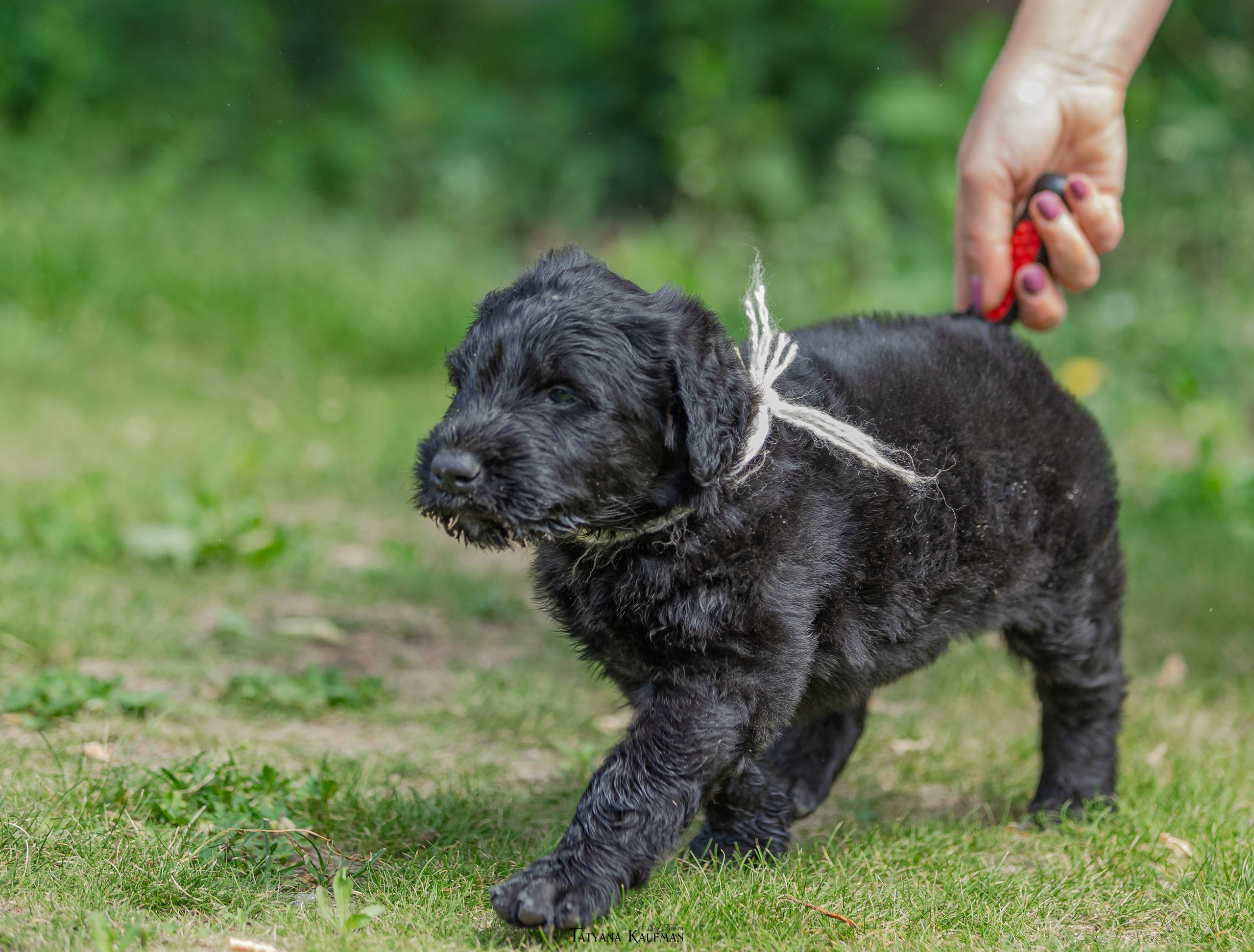 Фотосъемка щенков русских черных терьеров. Фотограф Анималист из Новосибирска Татьяна Кауфман