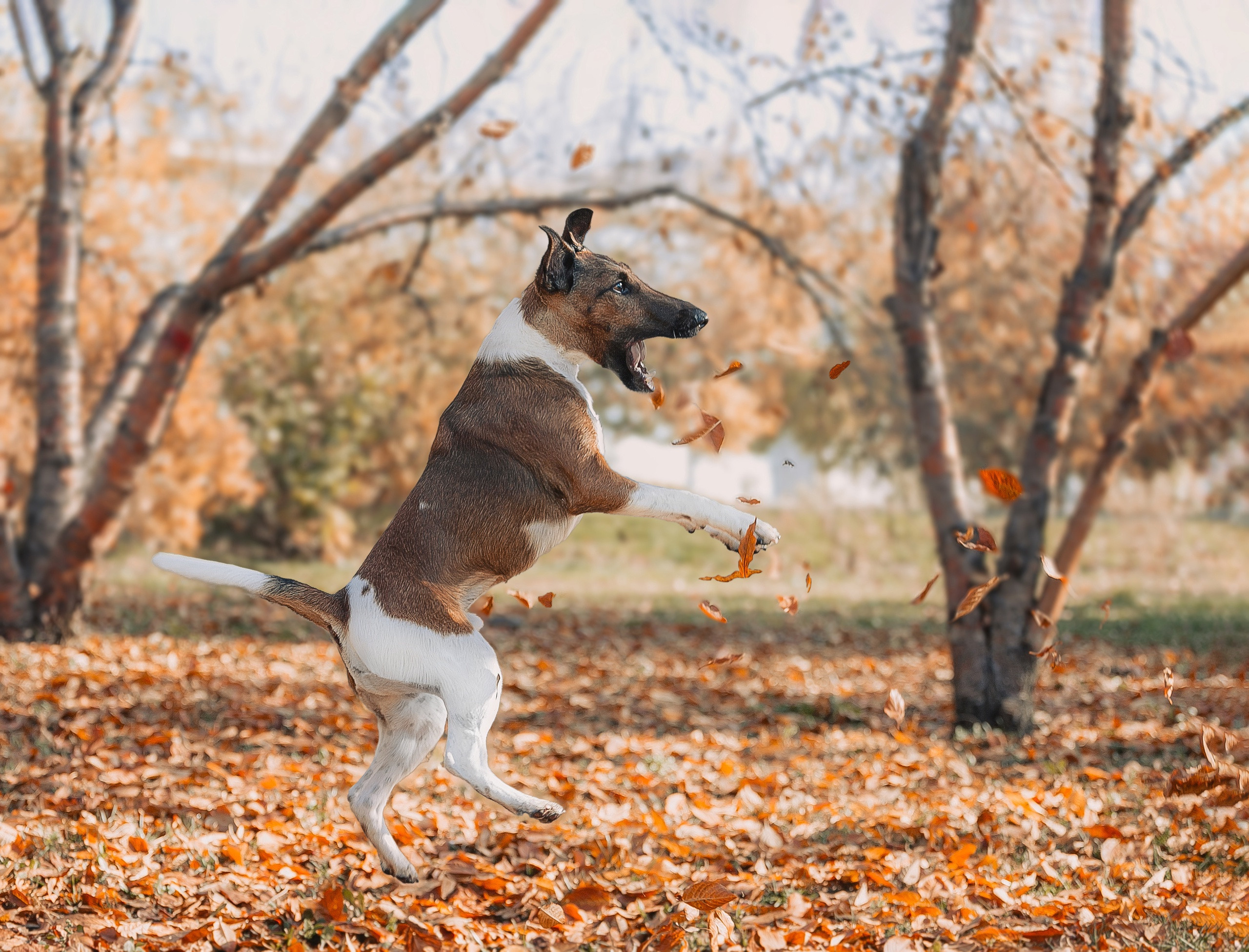 МК_СКИФКА. Фотограф Анималист из Новосибирска Татьяна Кауфман