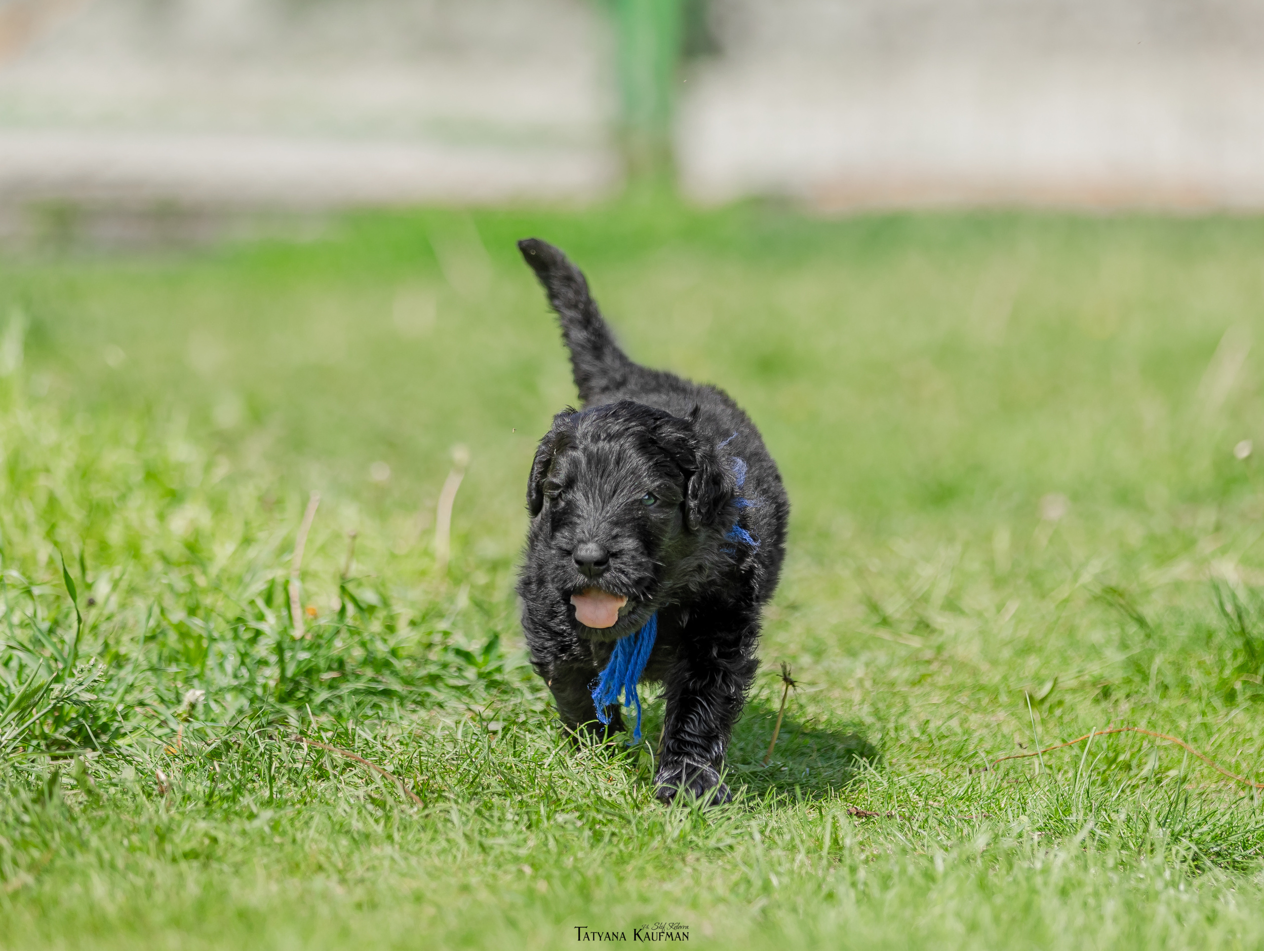Фотосъемка щенков русских черных терьеров. Фотограф Анималист из Новосибирска Татьяна Кауфман
