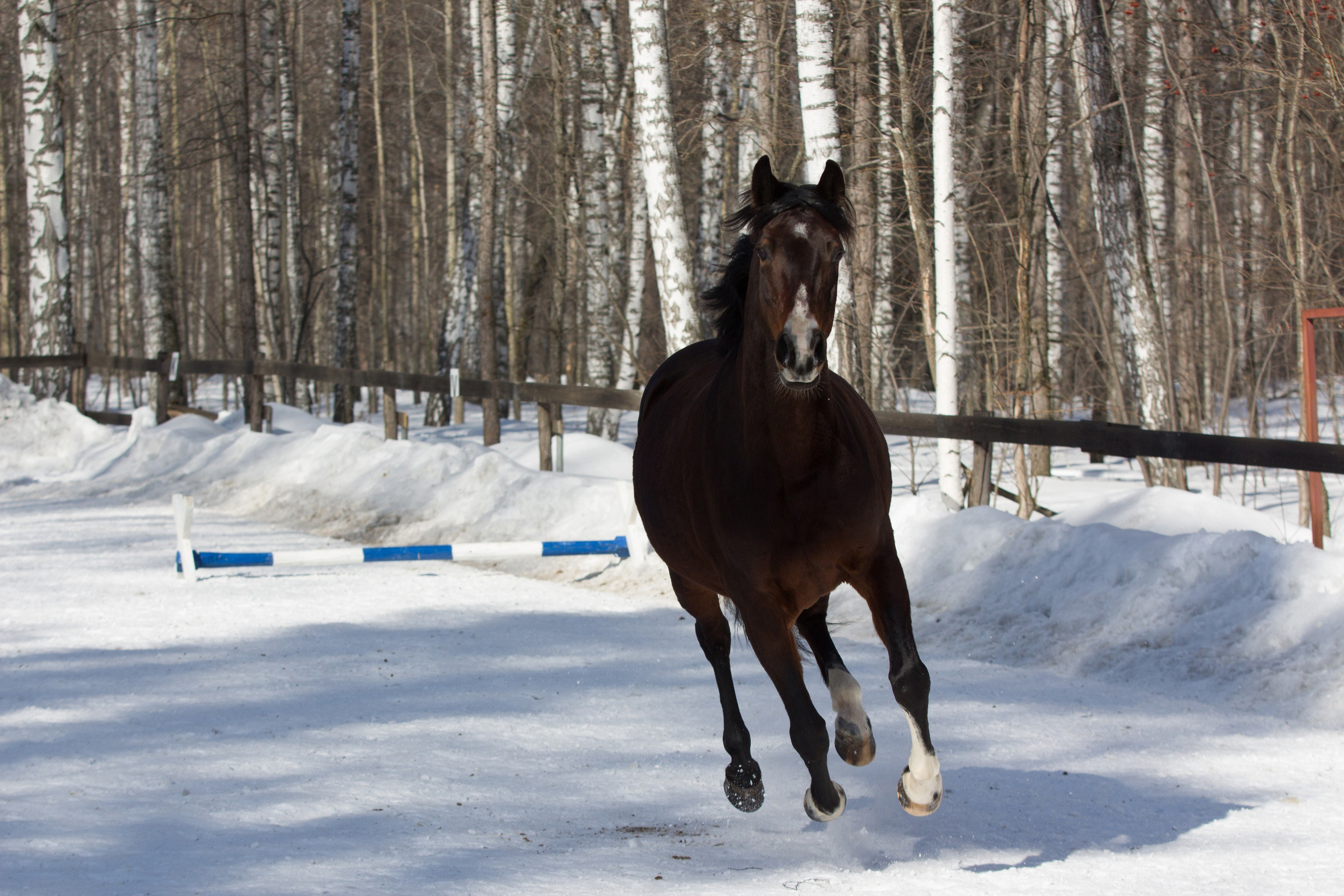МК_СКИФКА. Фотограф Анималист из Новосибирска Татьяна Кауфман