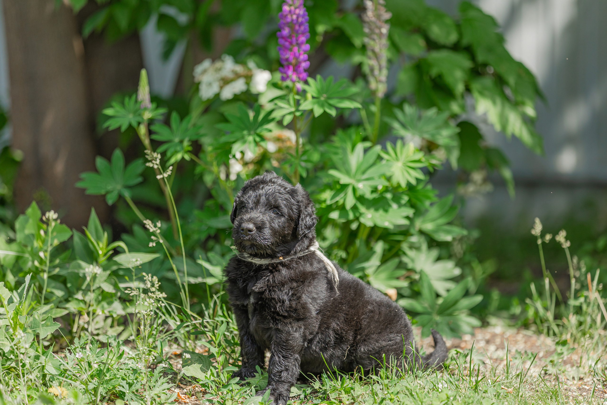 Фотосъемка щенков русских черных терьеров. Фотограф Анималист из Новосибирска Татьяна Кауфман