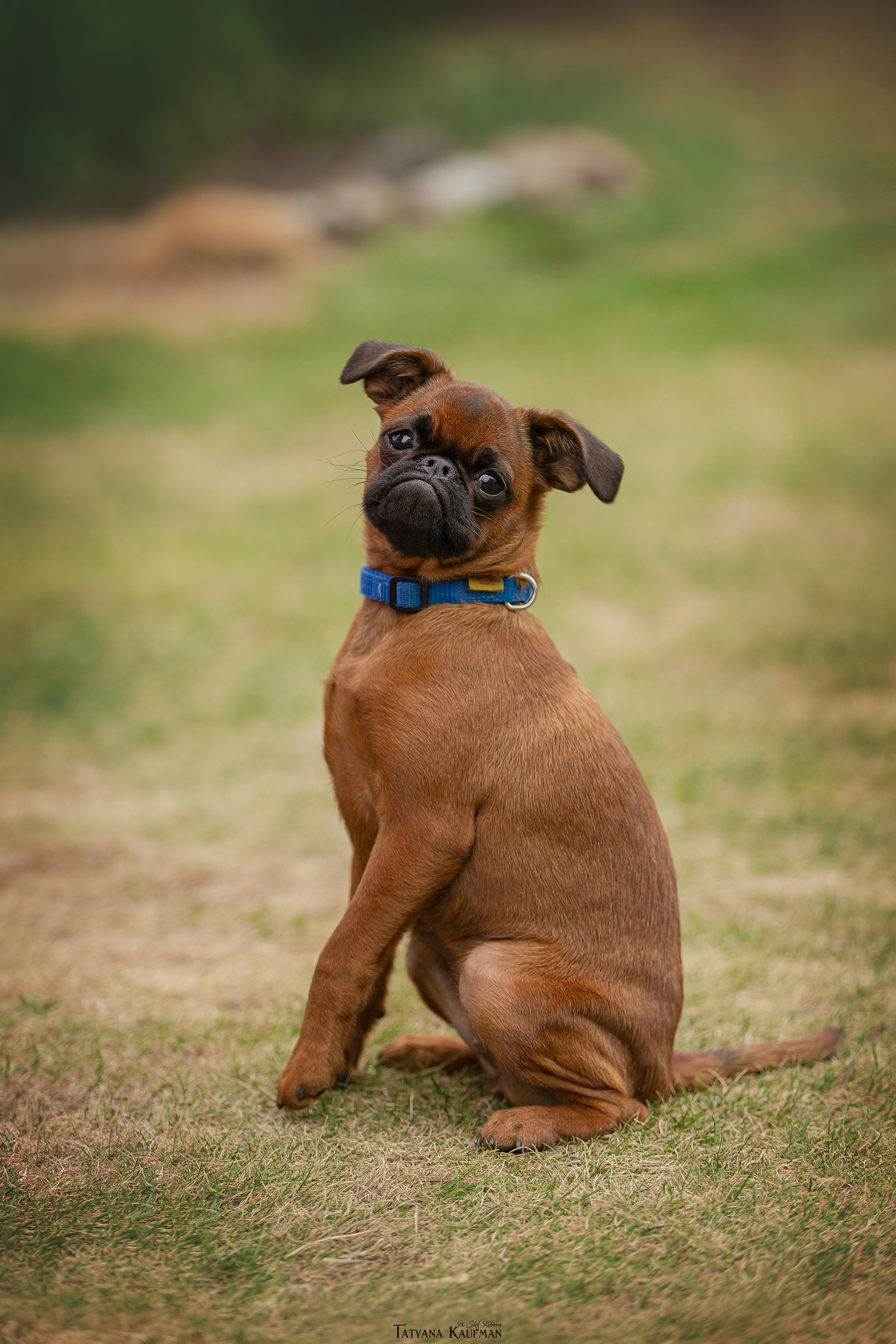 Фотосессия малого брабансона. Фотограф Анималист из Новосибирска Татьяна Кауфман