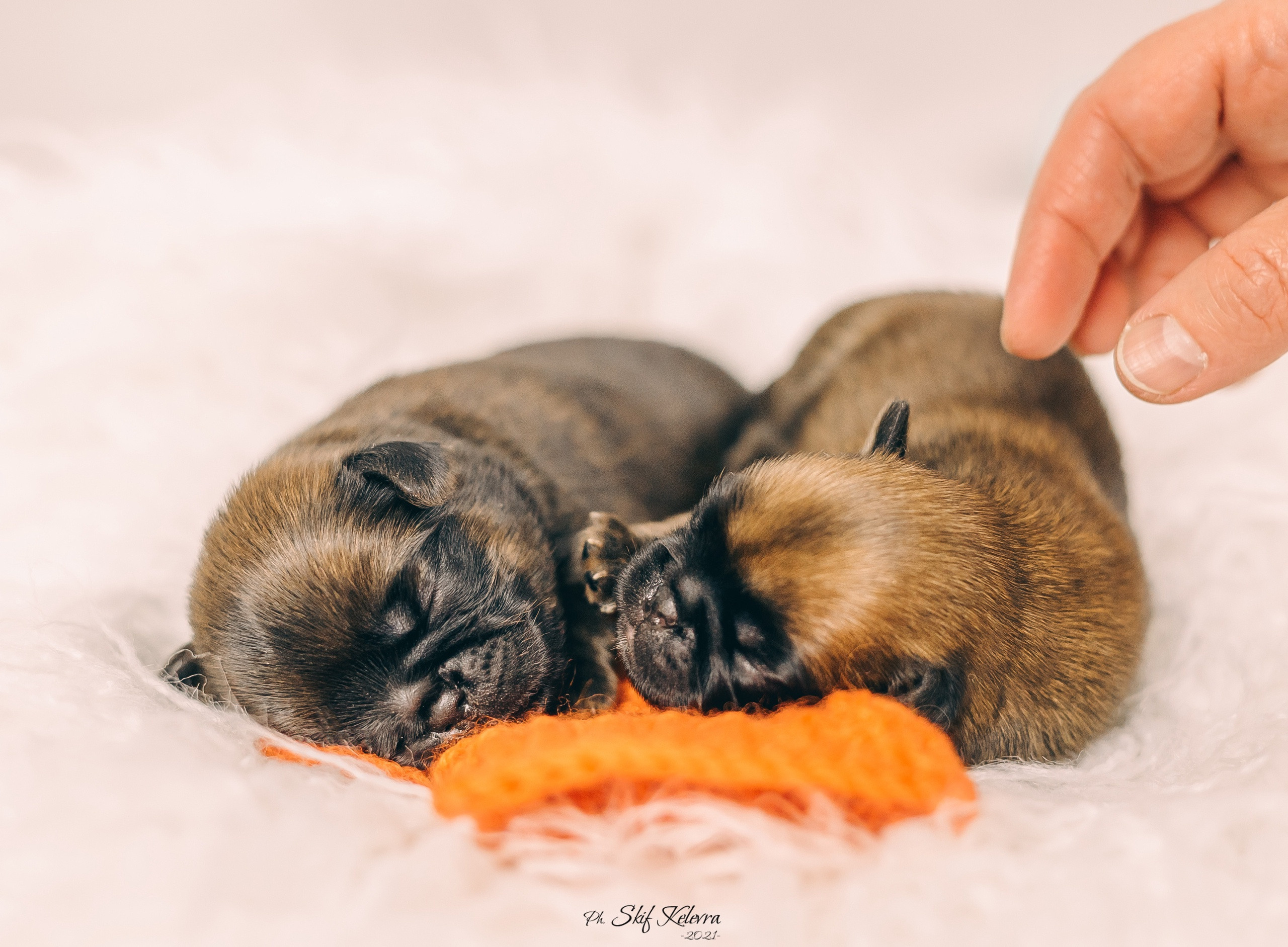 Новорожденные гриффончики. Фотограф Анималист из Новосибирска Татьяна Кауфман