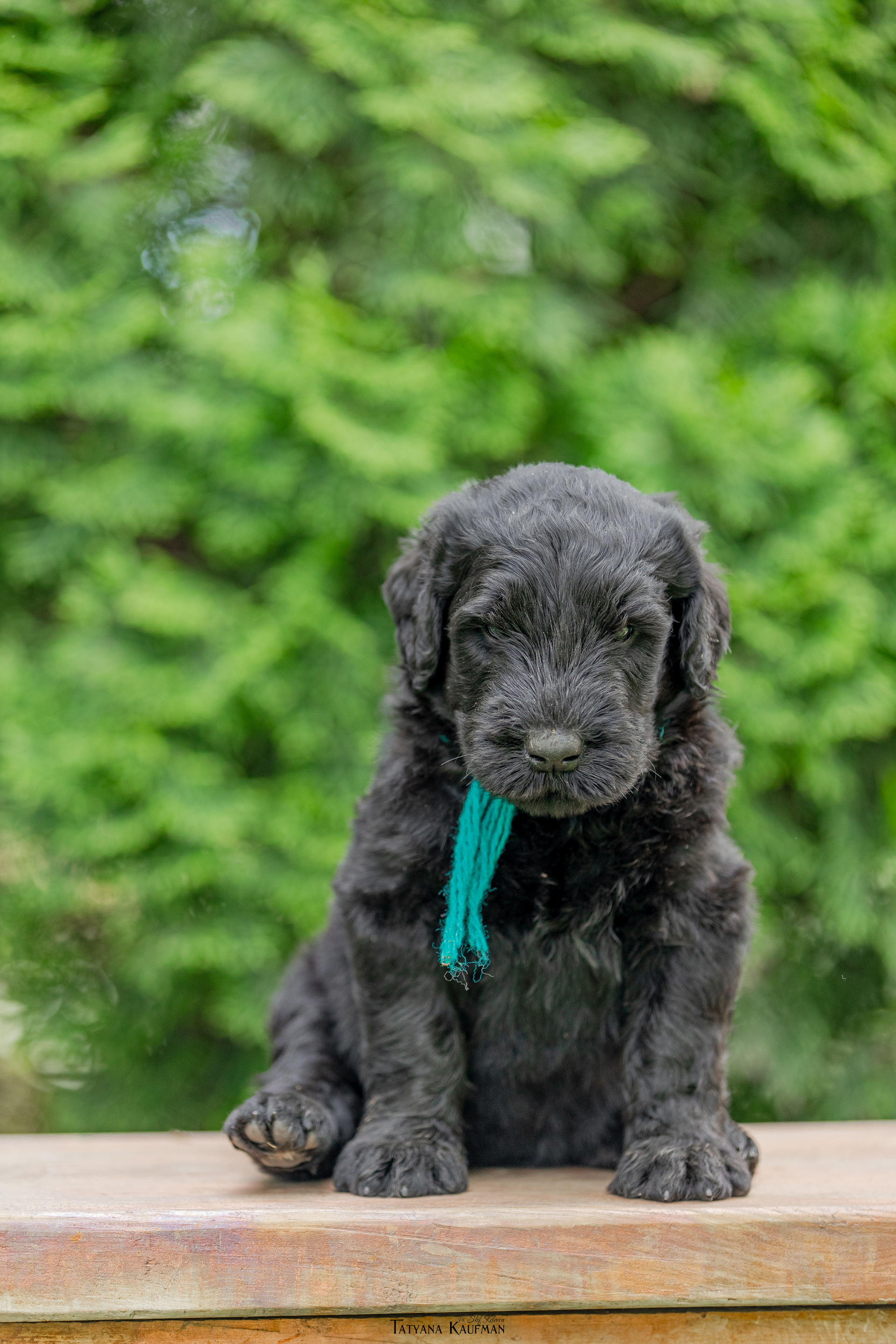 Фотосъемка щенков русских черных терьеров. Фотограф Анималист из Новосибирска Татьяна Кауфман