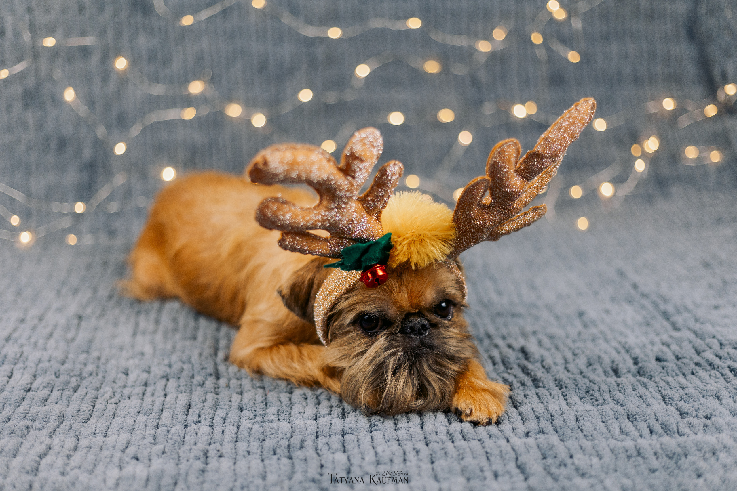 Фотосессия брюссельских гриффонов. Фотограф Анималист из Новосибирска Татьяна Кауфман