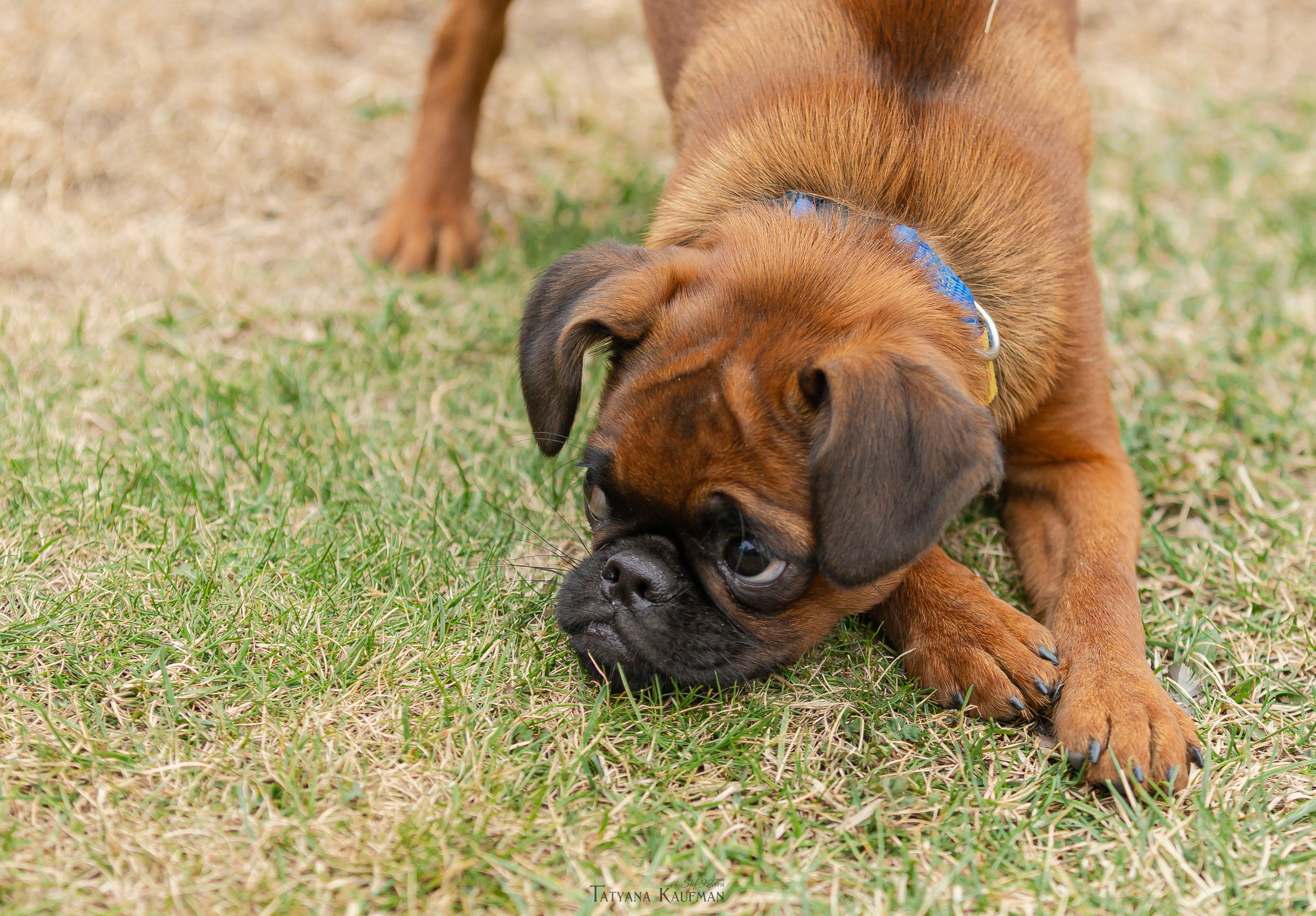 Фотосессия малого брабансона. Фотограф Анималист из Новосибирска Татьяна Кауфман