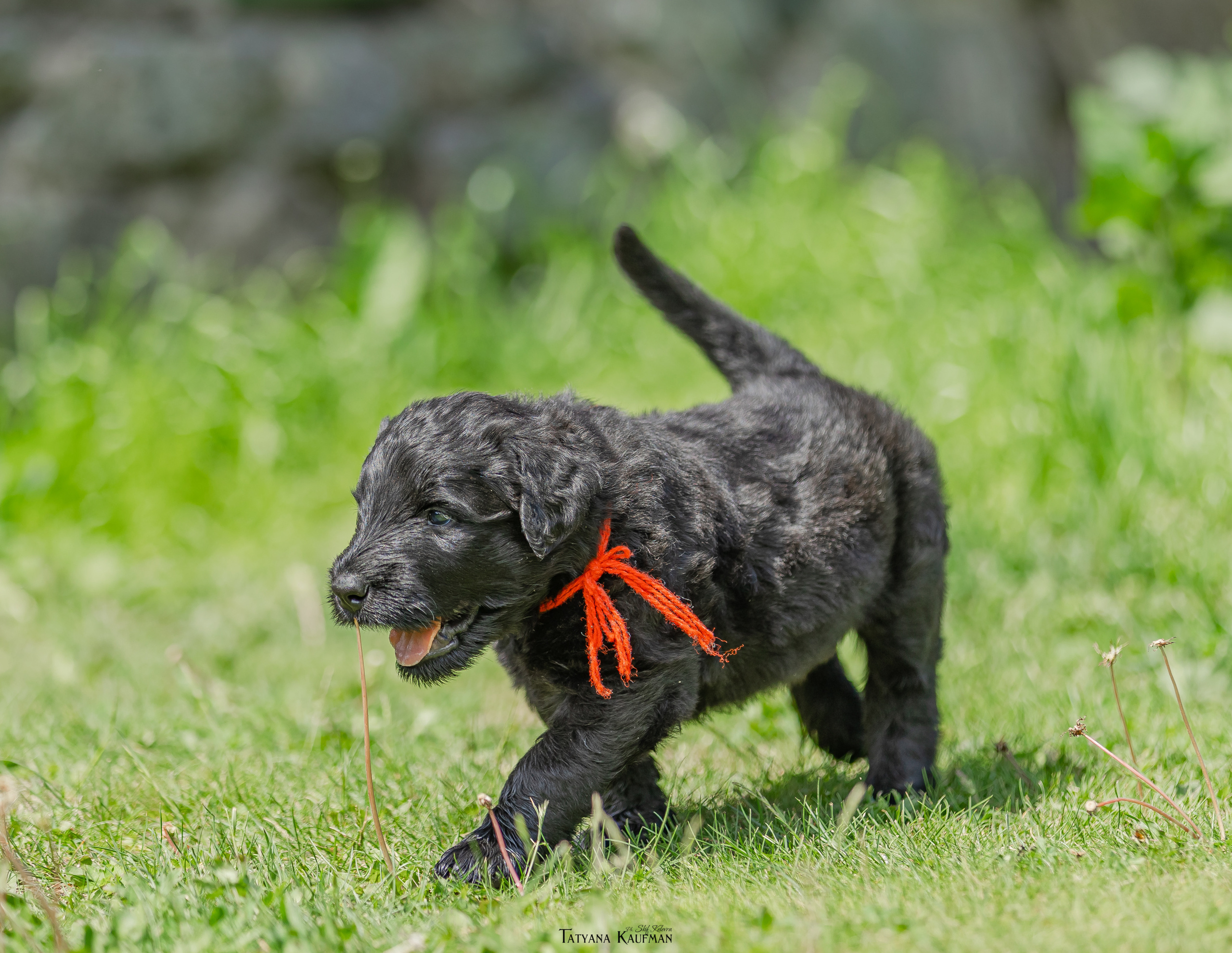 Фотосъемка щенков русских черных терьеров. Фотограф Анималист из Новосибирска Татьяна Кауфман