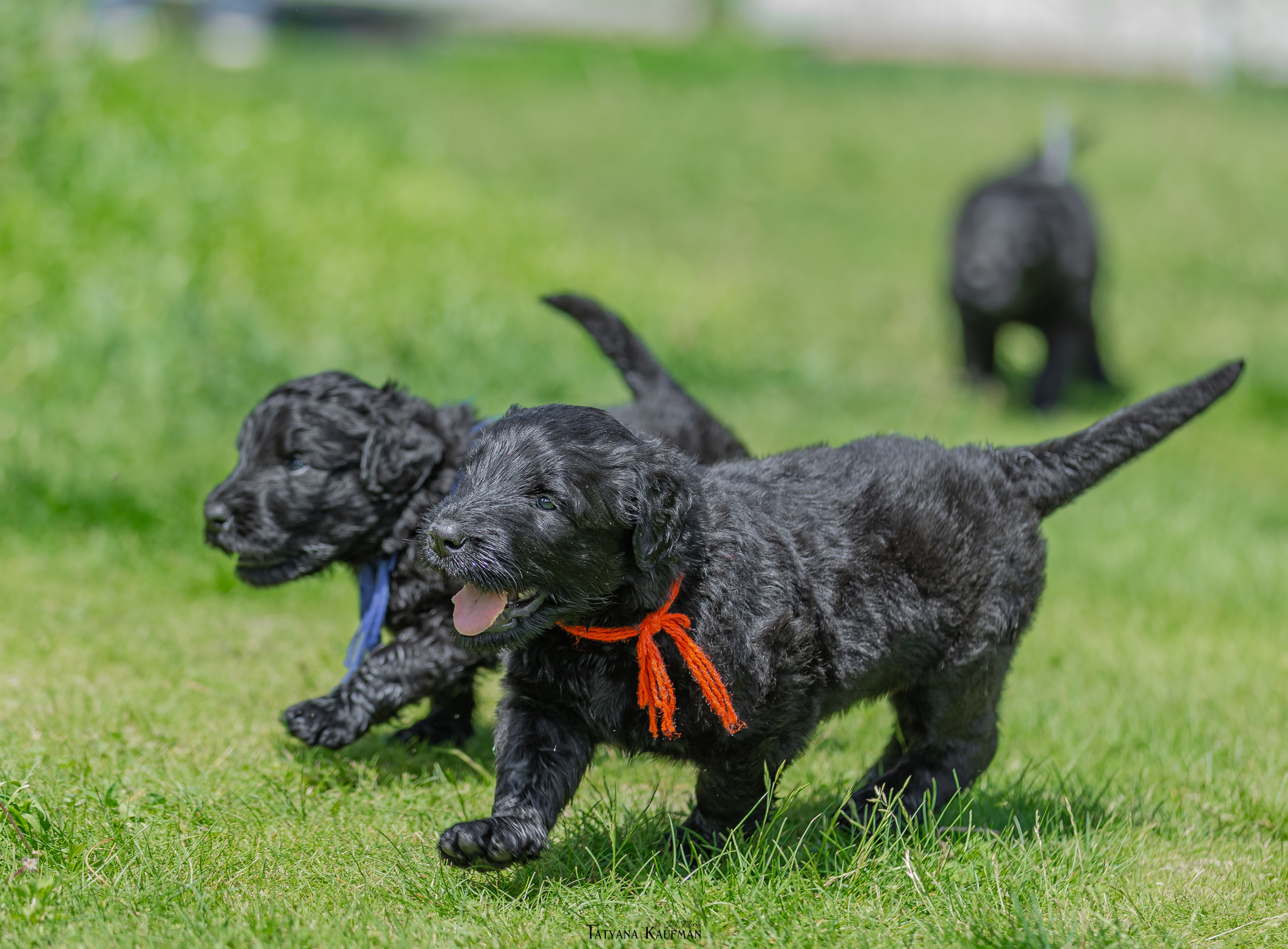 Фотосъемка щенков русских черных терьеров. Фотограф Анималист из Новосибирска Татьяна Кауфман