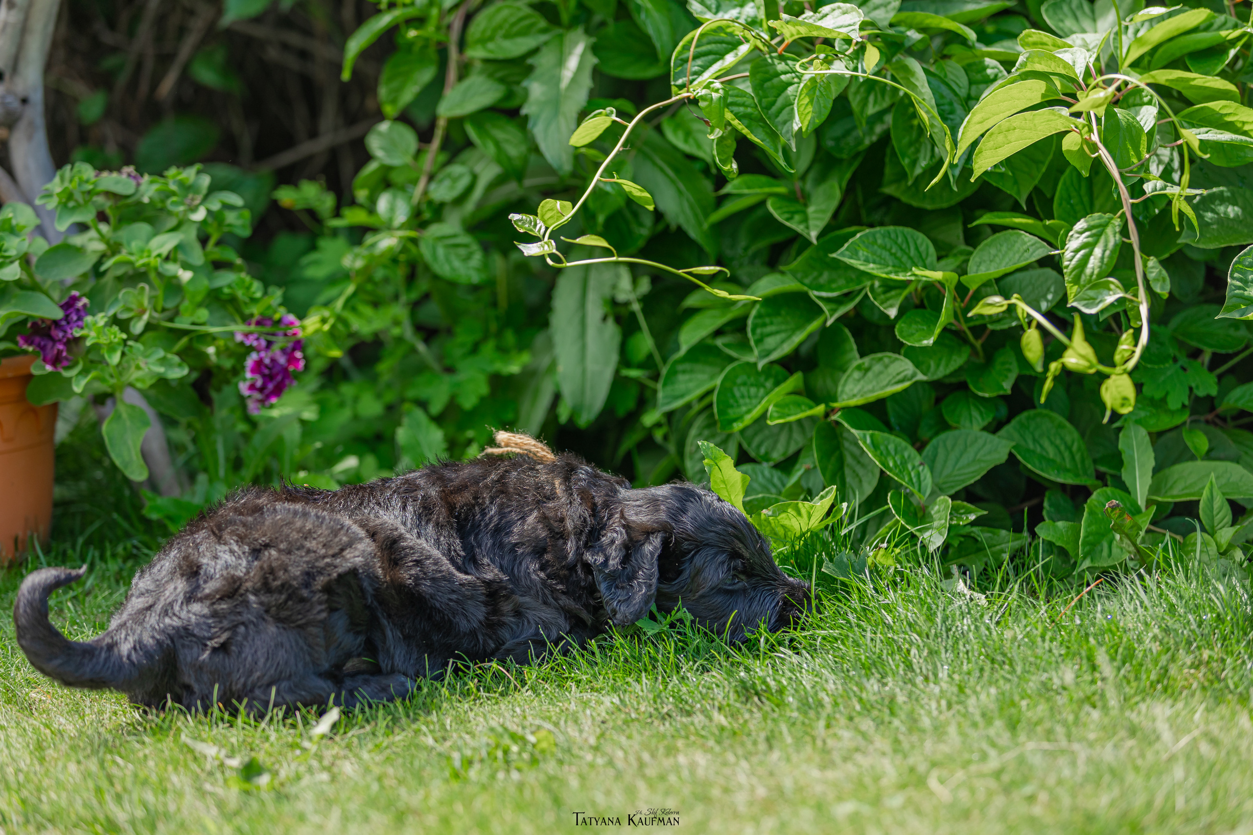 Фотосъемка щенков русских черных терьеров. Фотограф Анималист из Новосибирска Татьяна Кауфман