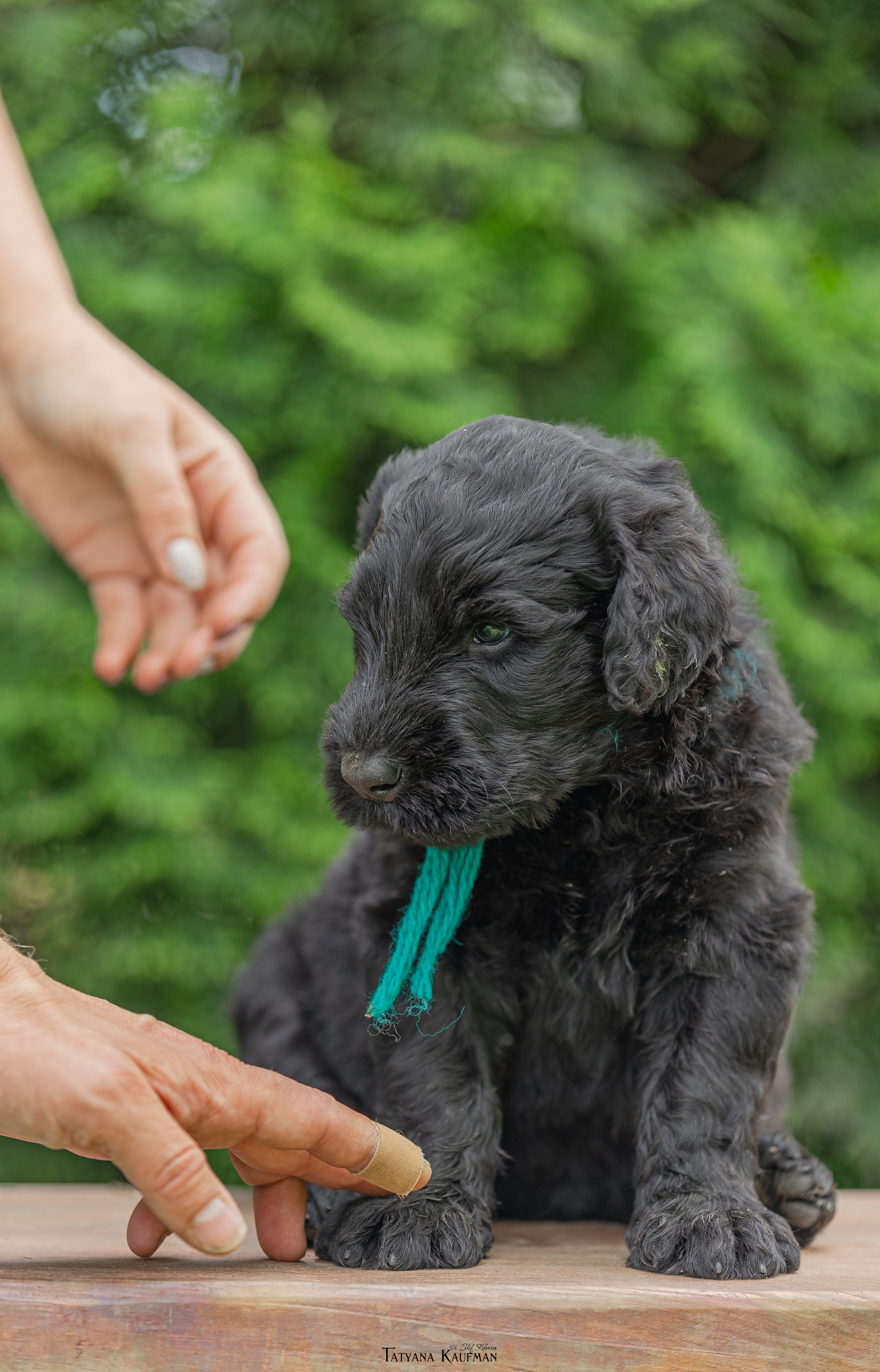 Фотосъемка щенков русских черных терьеров. Фотограф Анималист из Новосибирска Татьяна Кауфман