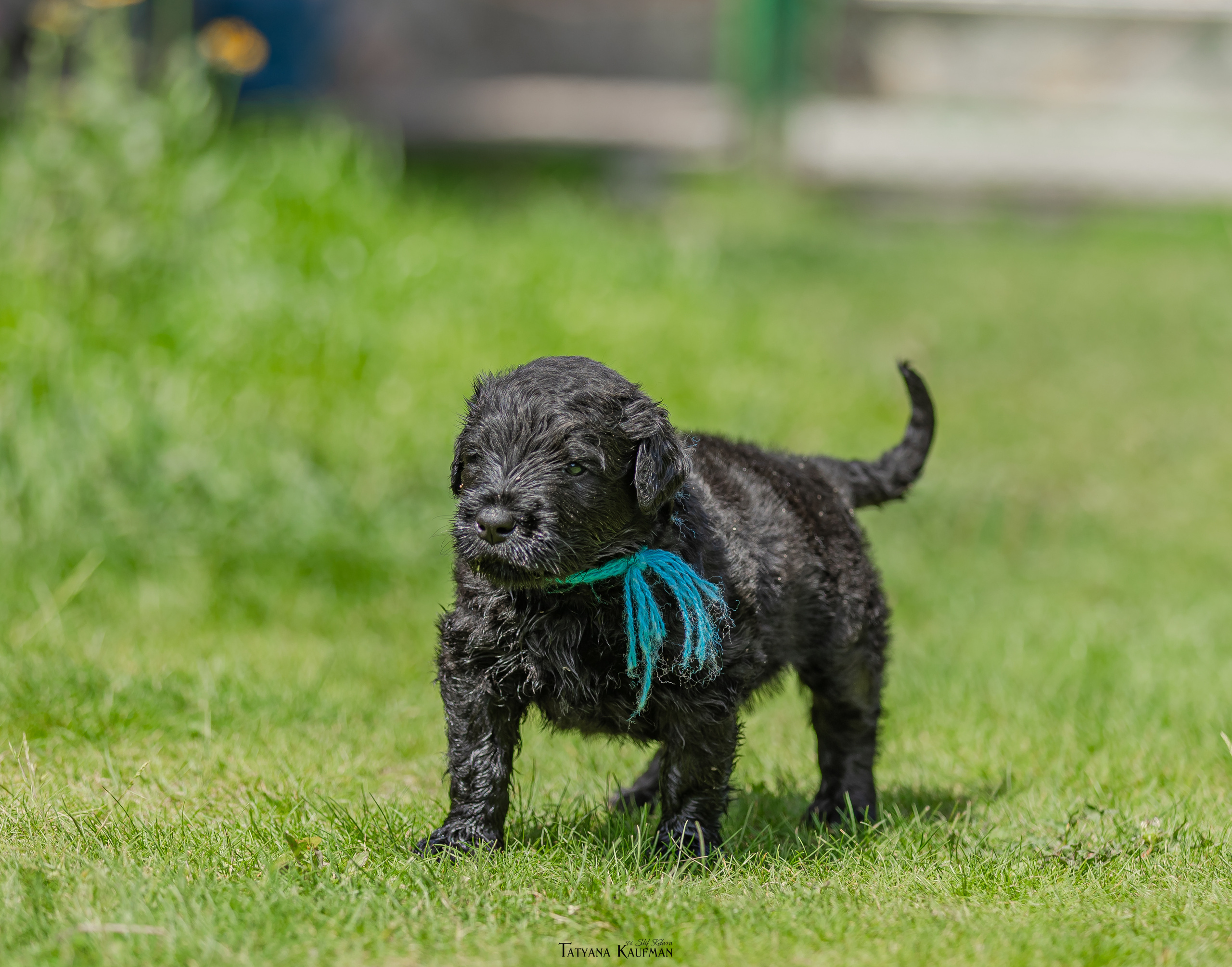 Фотосъемка щенков русских черных терьеров. Фотограф Анималист из Новосибирска Татьяна Кауфман