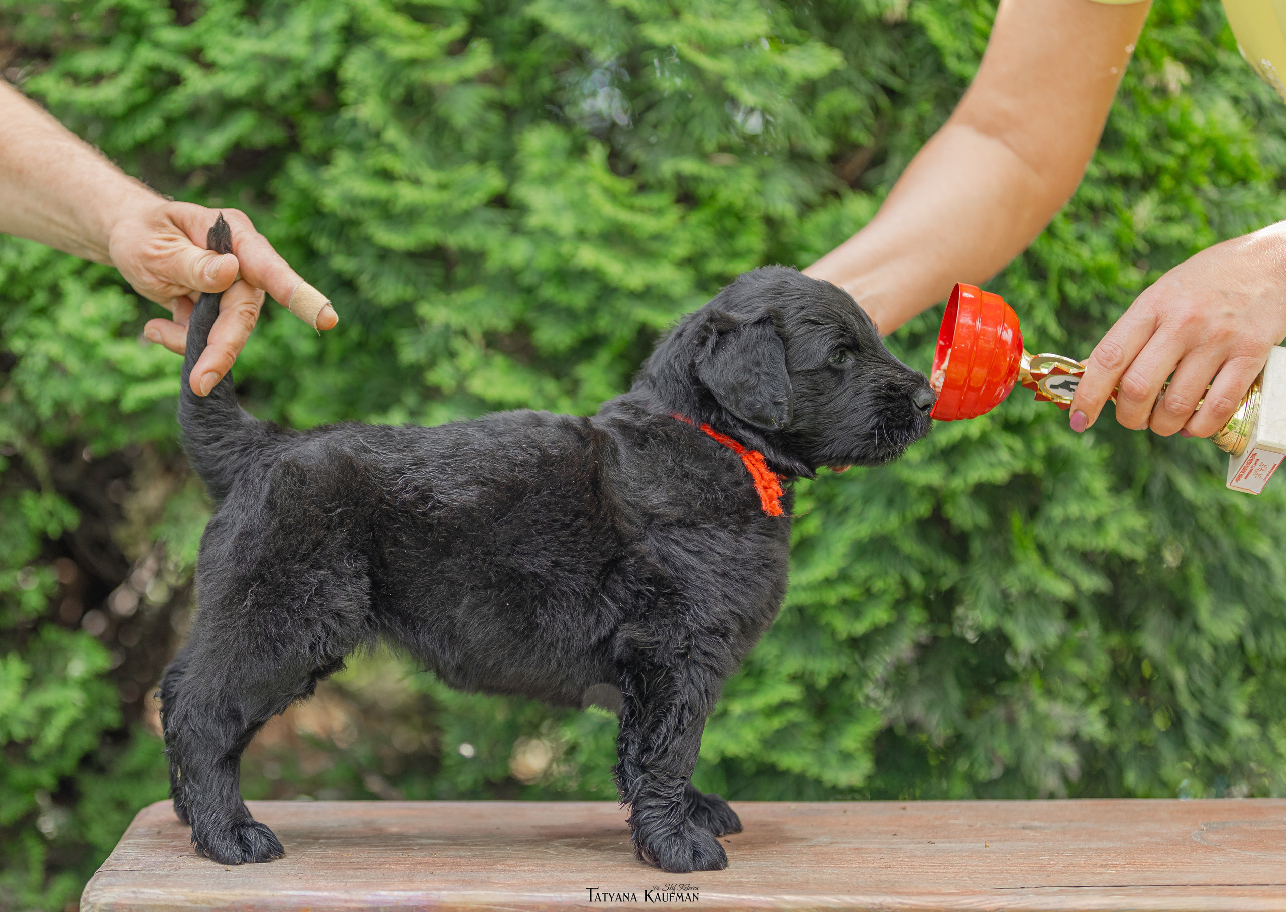 Фотосъемка щенков русских черных терьеров. Фотограф Анималист из Новосибирска Татьяна Кауфман