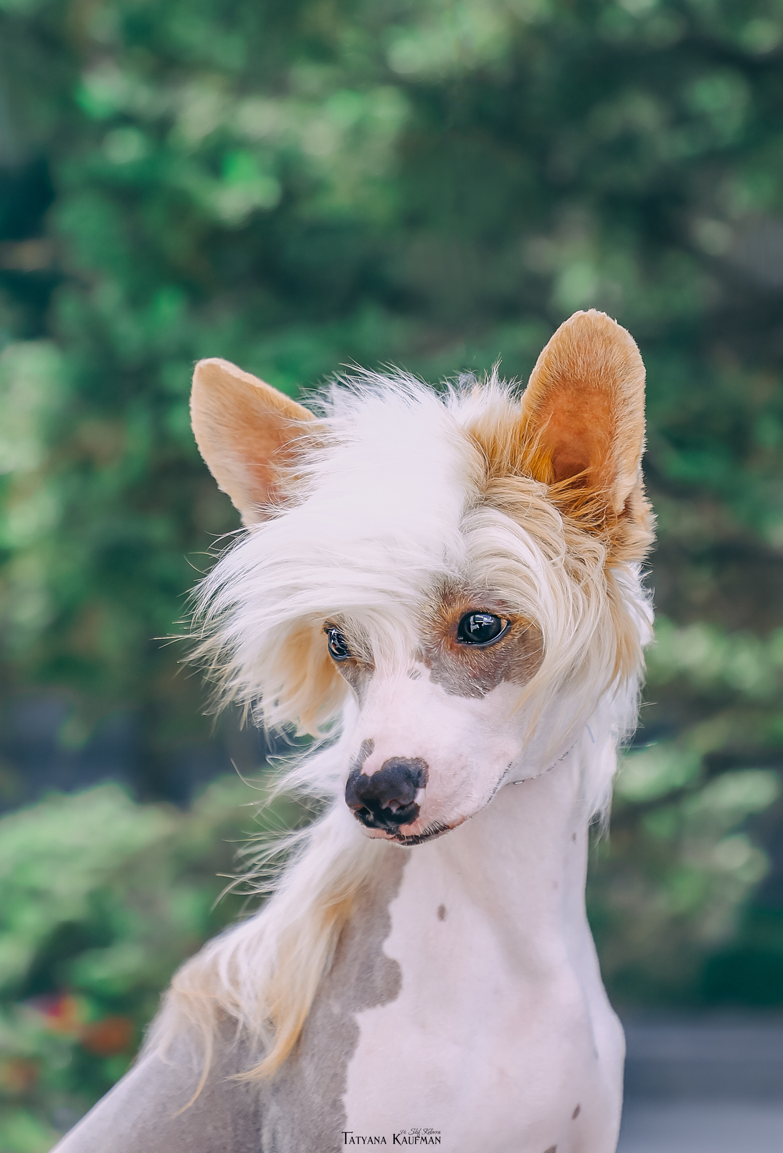 КХС Яны Кадошниковой. Фотограф Анималист из Новосибирска Татьяна Кауфман