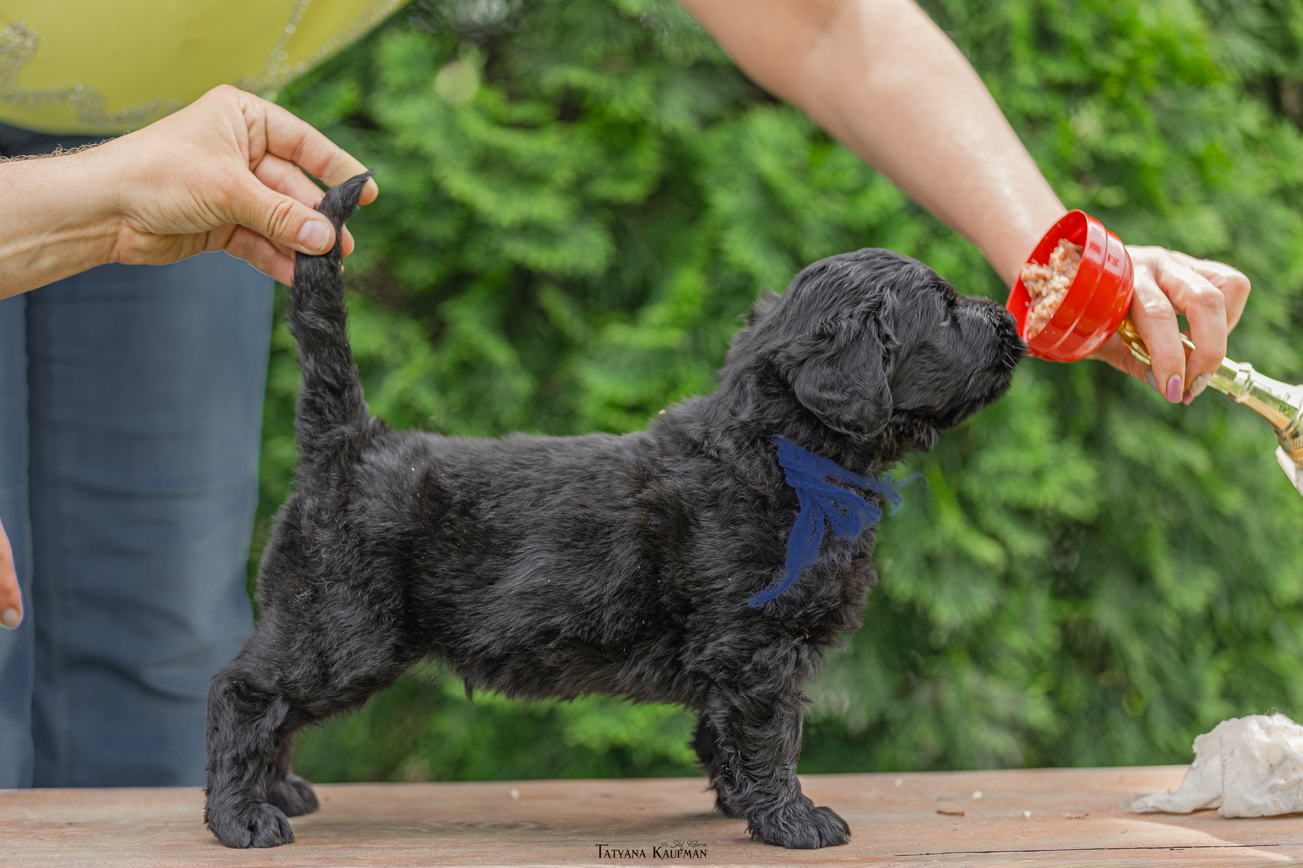 Фотосъемка щенков русских черных терьеров. Фотограф Анималист из Новосибирска Татьяна Кауфман