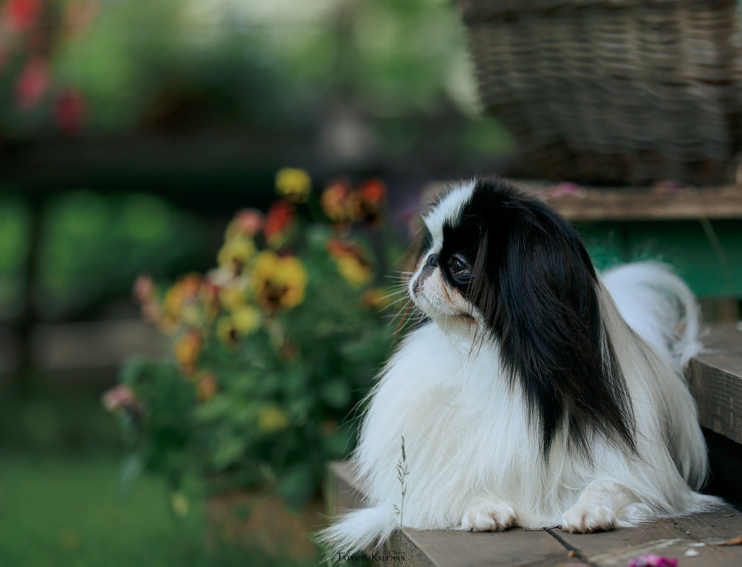 Экспресс ФОТОДНИ 27, 28, 29 июля 2022. Фотограф Анималист из Новосибирска Татьяна Кауфман
