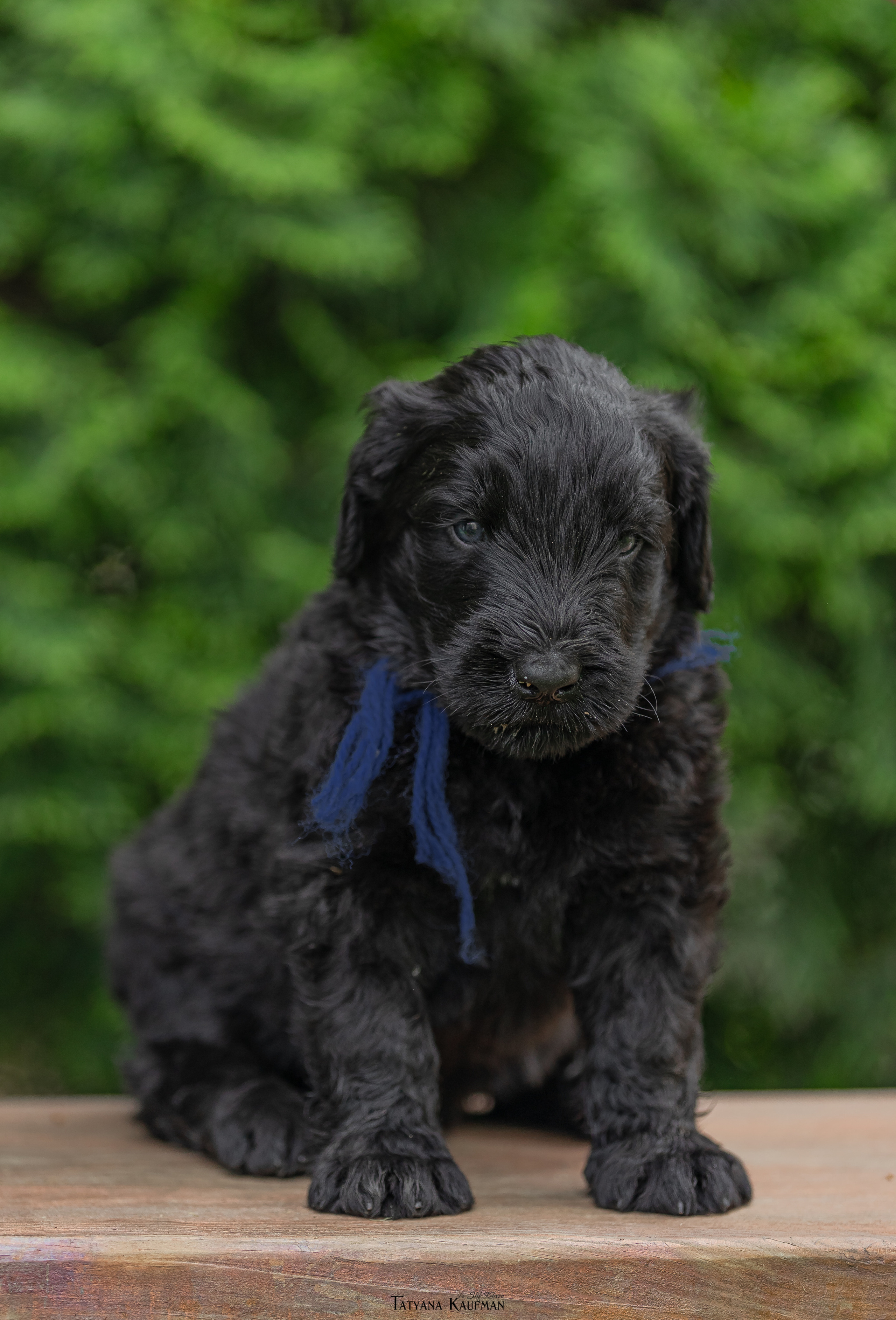 Фотосъемка щенков русских черных терьеров. Фотограф Анималист из Новосибирска Татьяна Кауфман