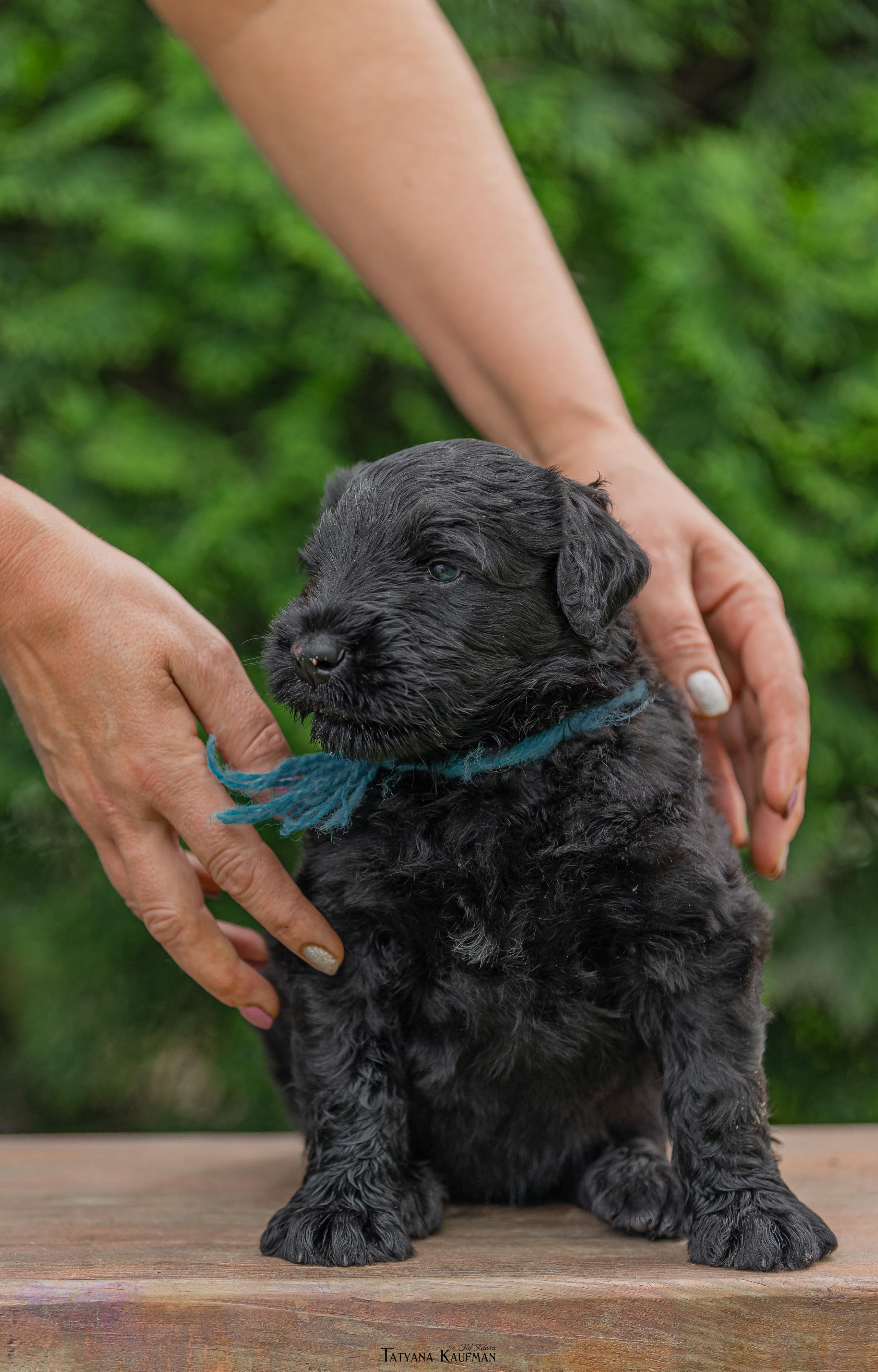 Фотосъемка щенков русских черных терьеров. Фотограф Анималист из Новосибирска Татьяна Кауфман