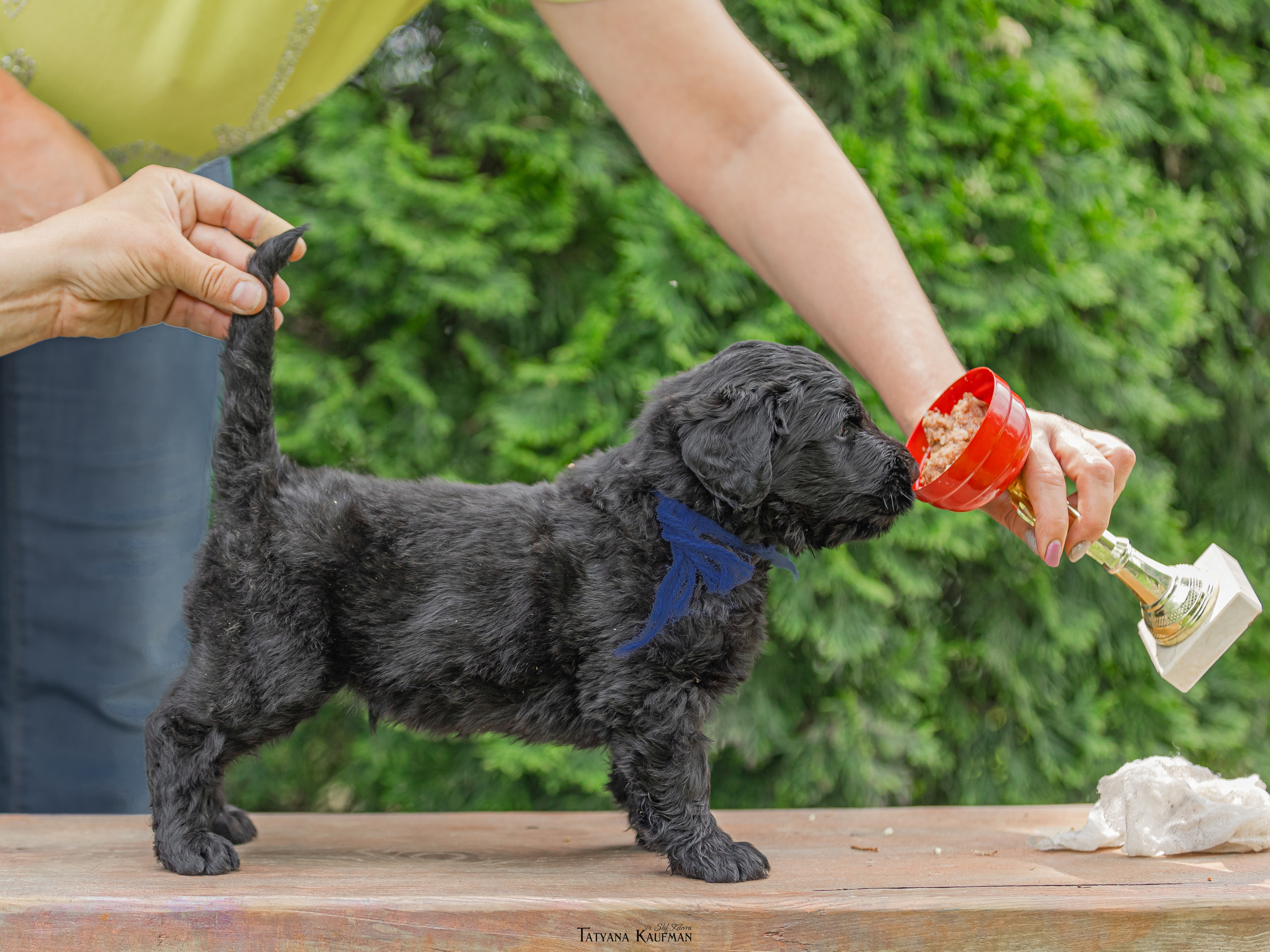 Фотосъемка щенков русских черных терьеров. Фотограф Анималист из Новосибирска Татьяна Кауфман