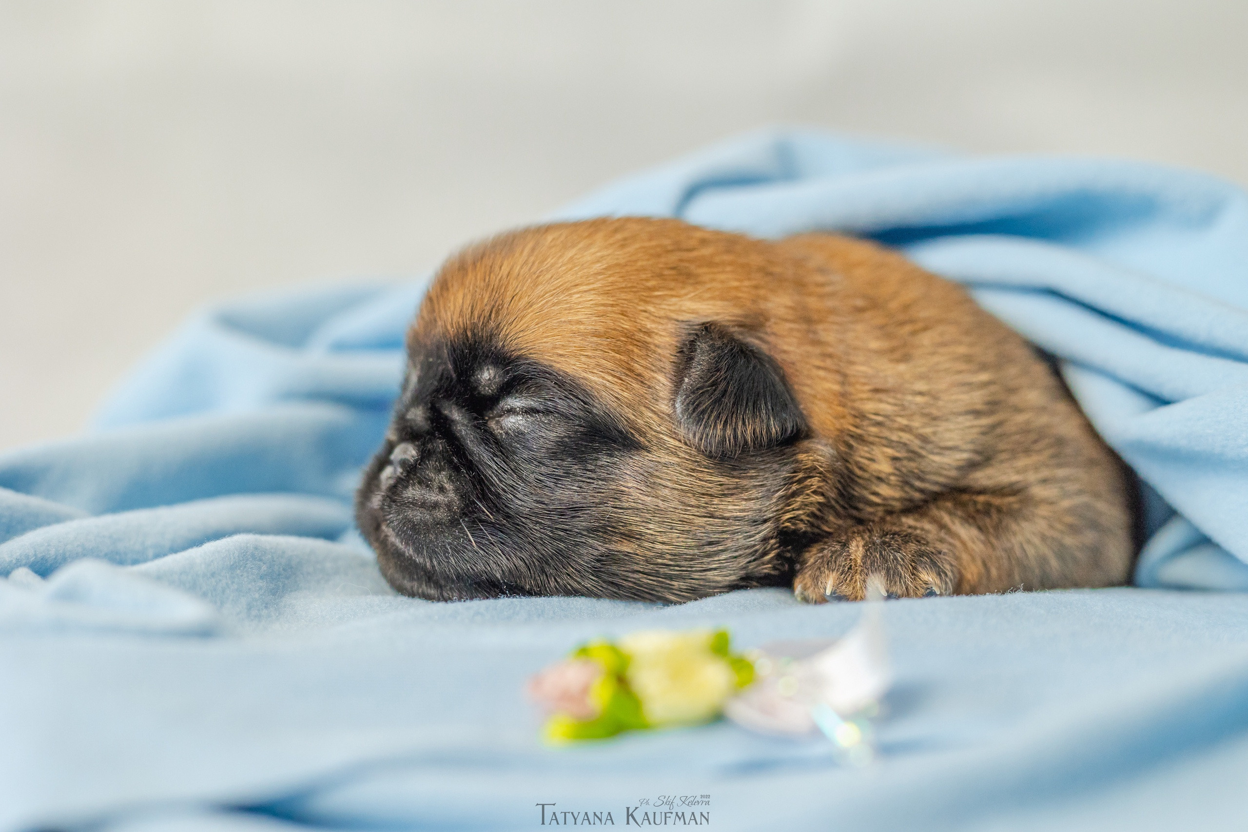 Новорожденные гриффончики. Фотограф Анималист из Новосибирска Татьяна Кауфман