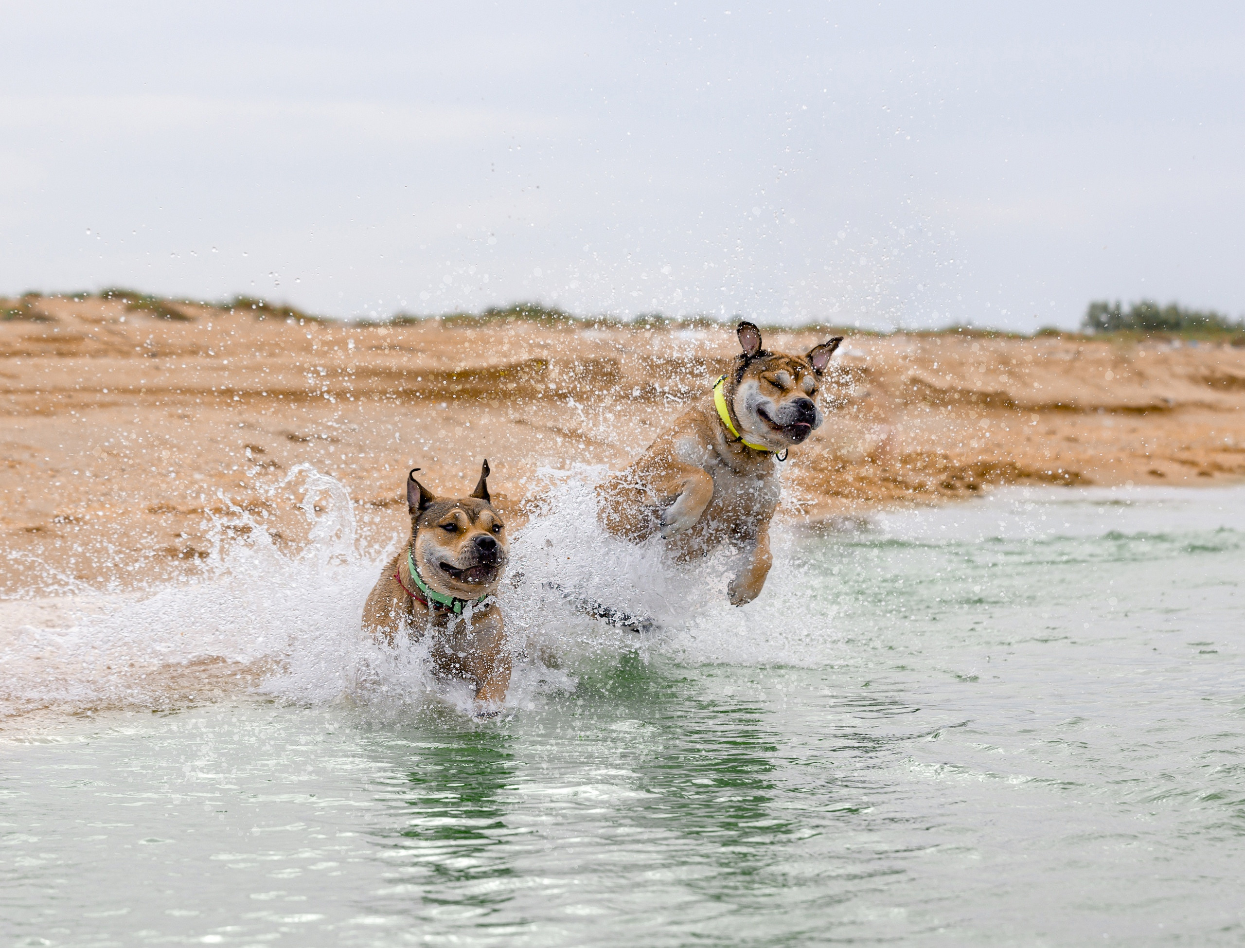 МК_СКИФКА. Фотограф Анималист из Новосибирска Татьяна Кауфман
