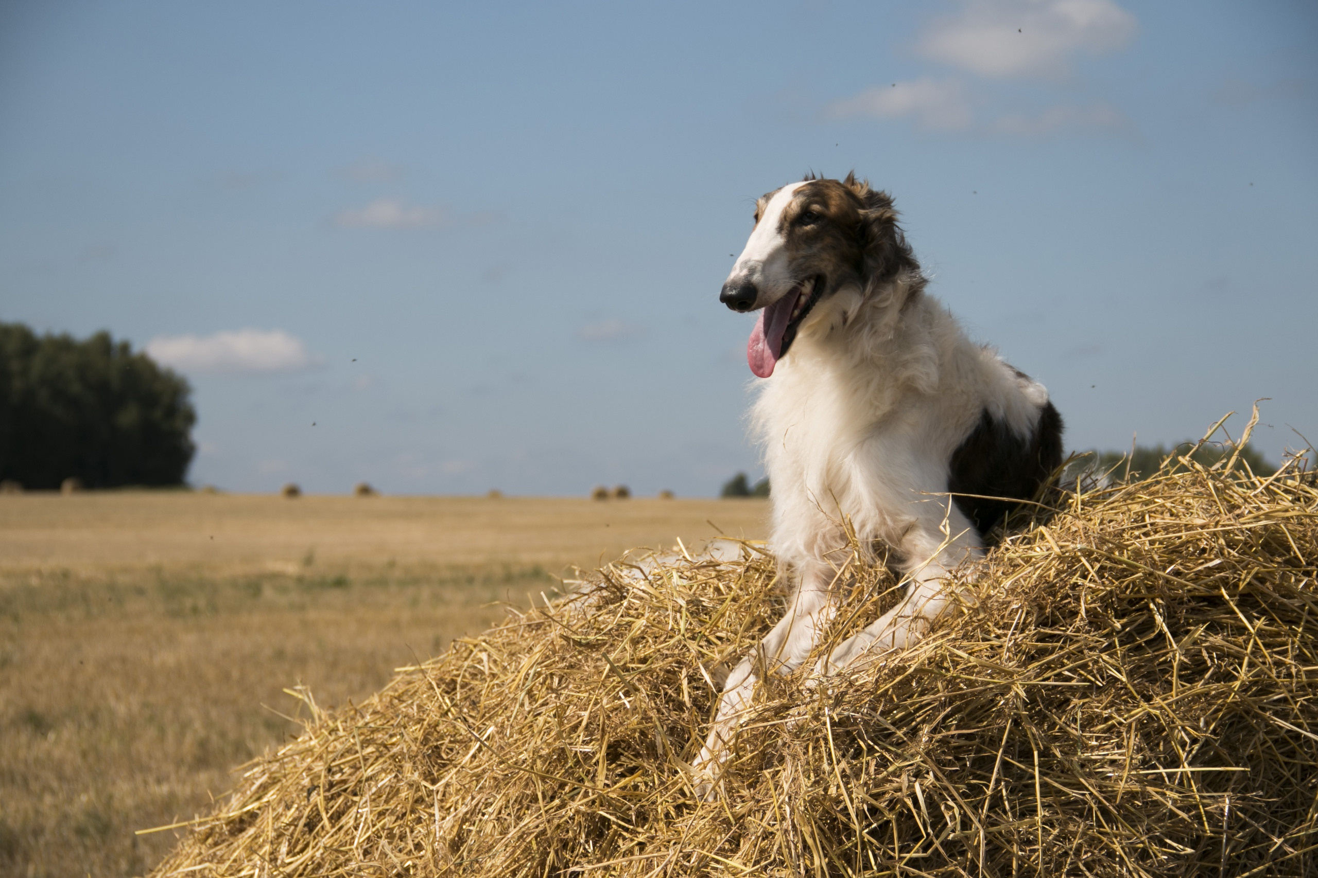 МК_СКИФКА. Фотограф Анималист из Новосибирска Татьяна Кауфман