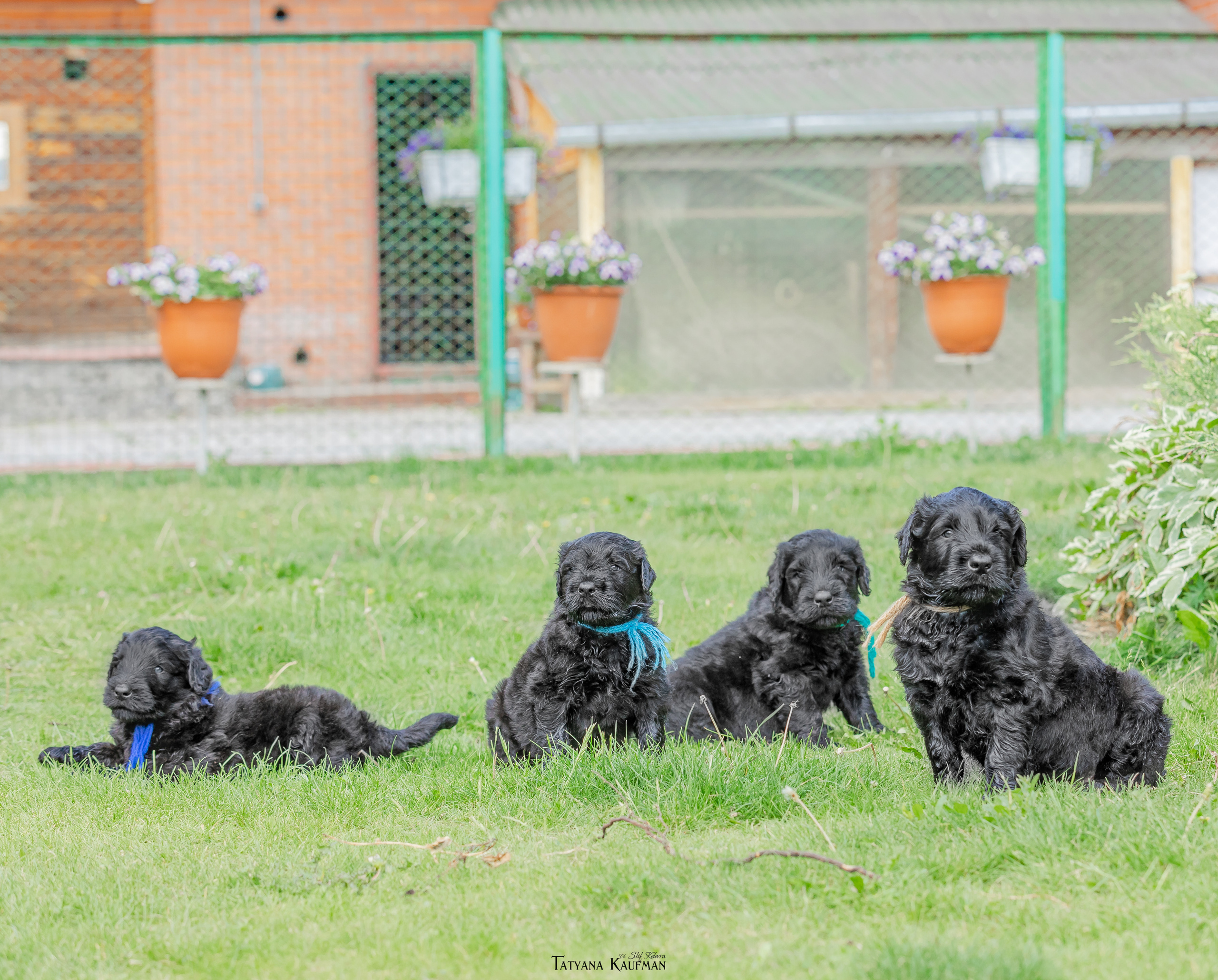 Фотосъемка щенков русских черных терьеров. Фотограф Анималист из Новосибирска Татьяна Кауфман