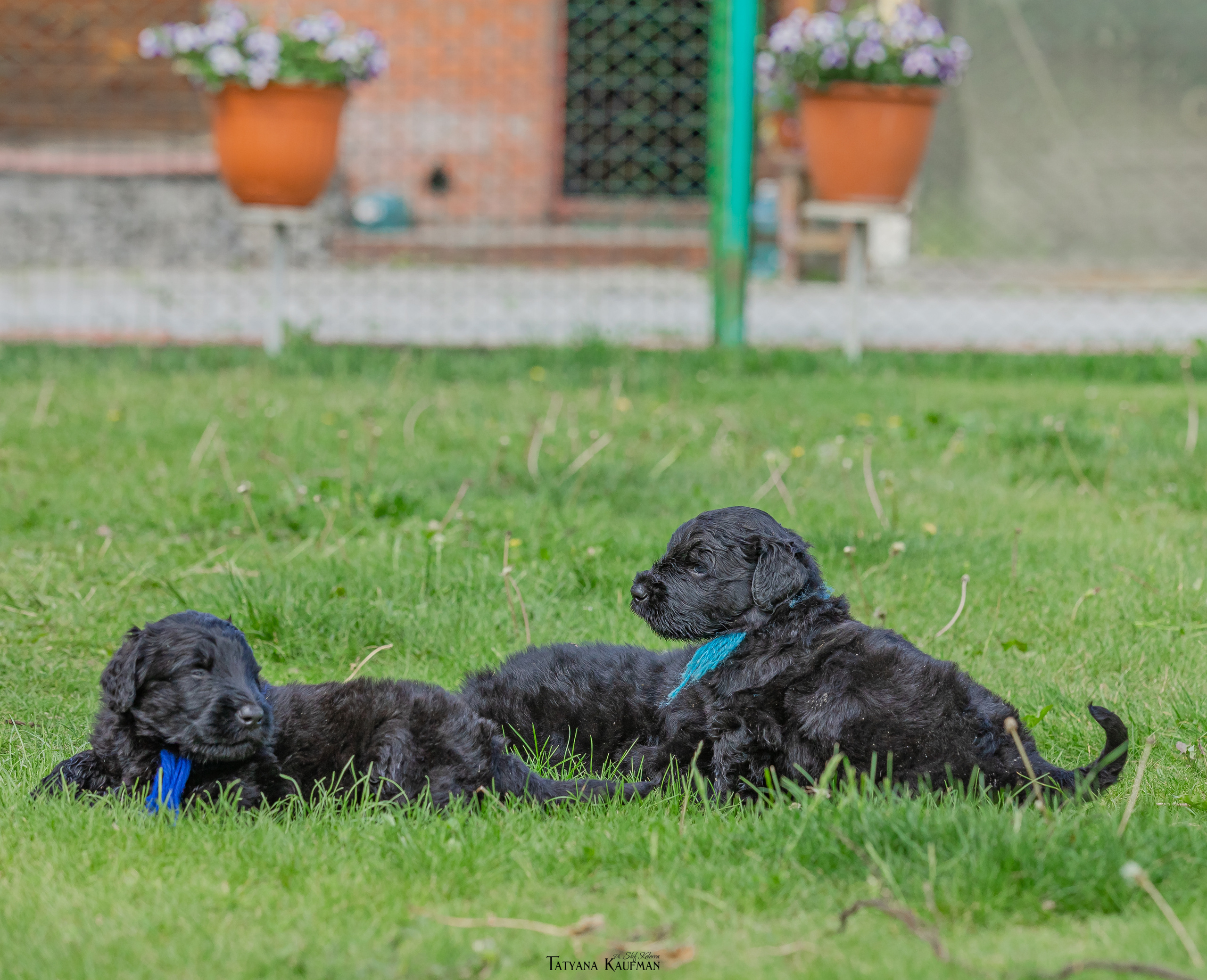 Фотосъемка щенков русских черных терьеров. Фотограф Анималист из Новосибирска Татьяна Кауфман
