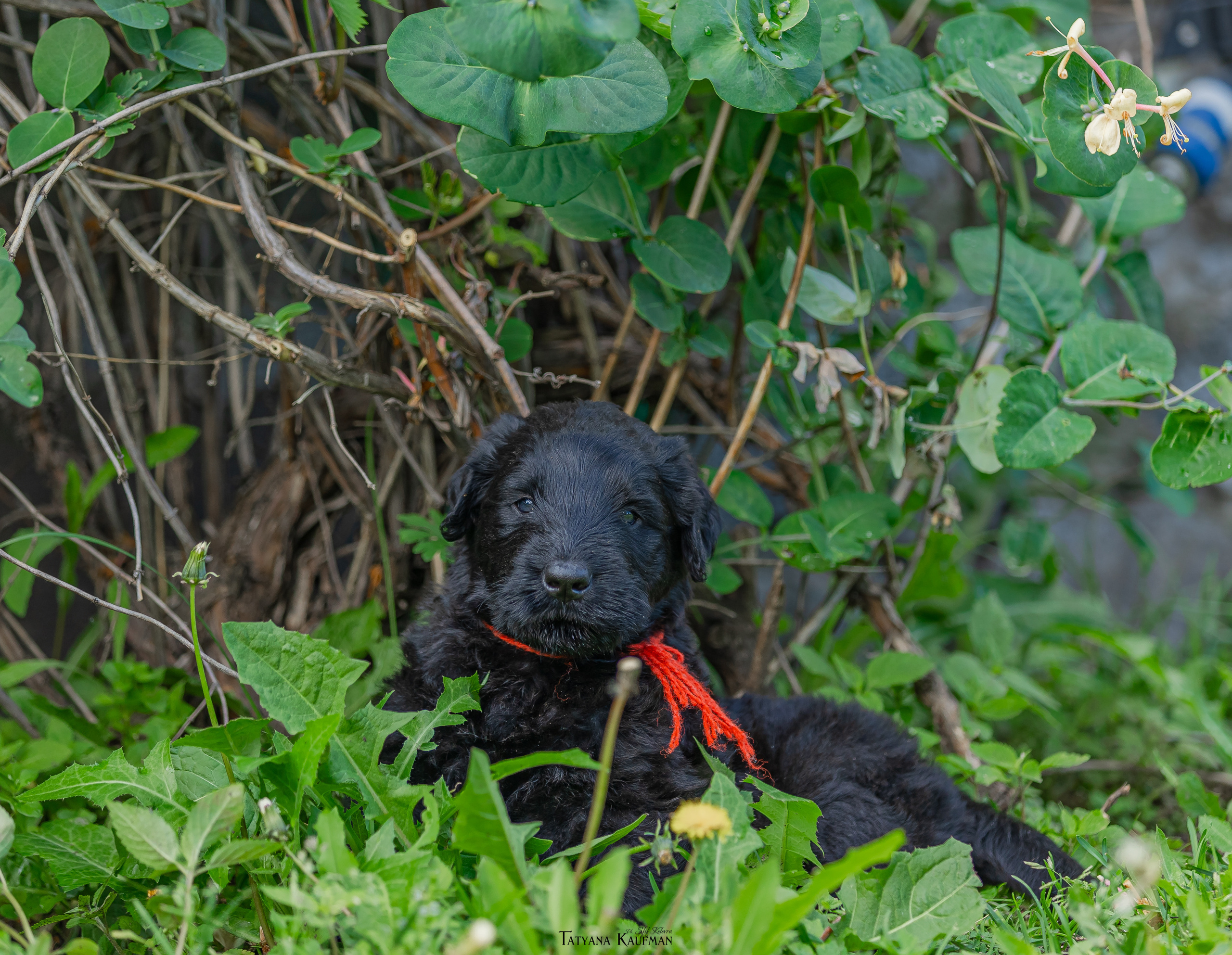 Фотосъемка щенков русских черных терьеров. Фотограф Анималист из Новосибирска Татьяна Кауфман