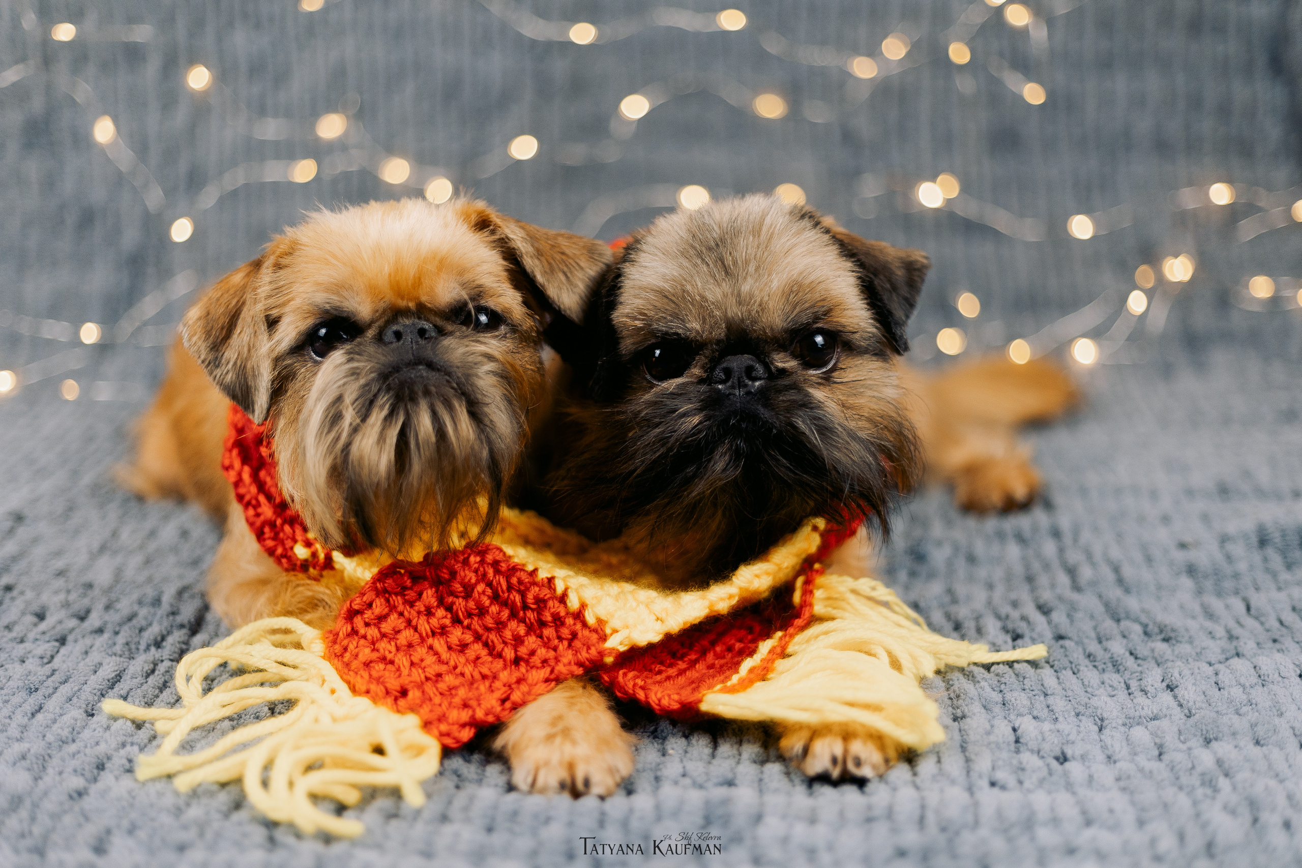 Фотосессия брюссельских гриффонов. Фотограф Анималист из Новосибирска Татьяна Кауфман