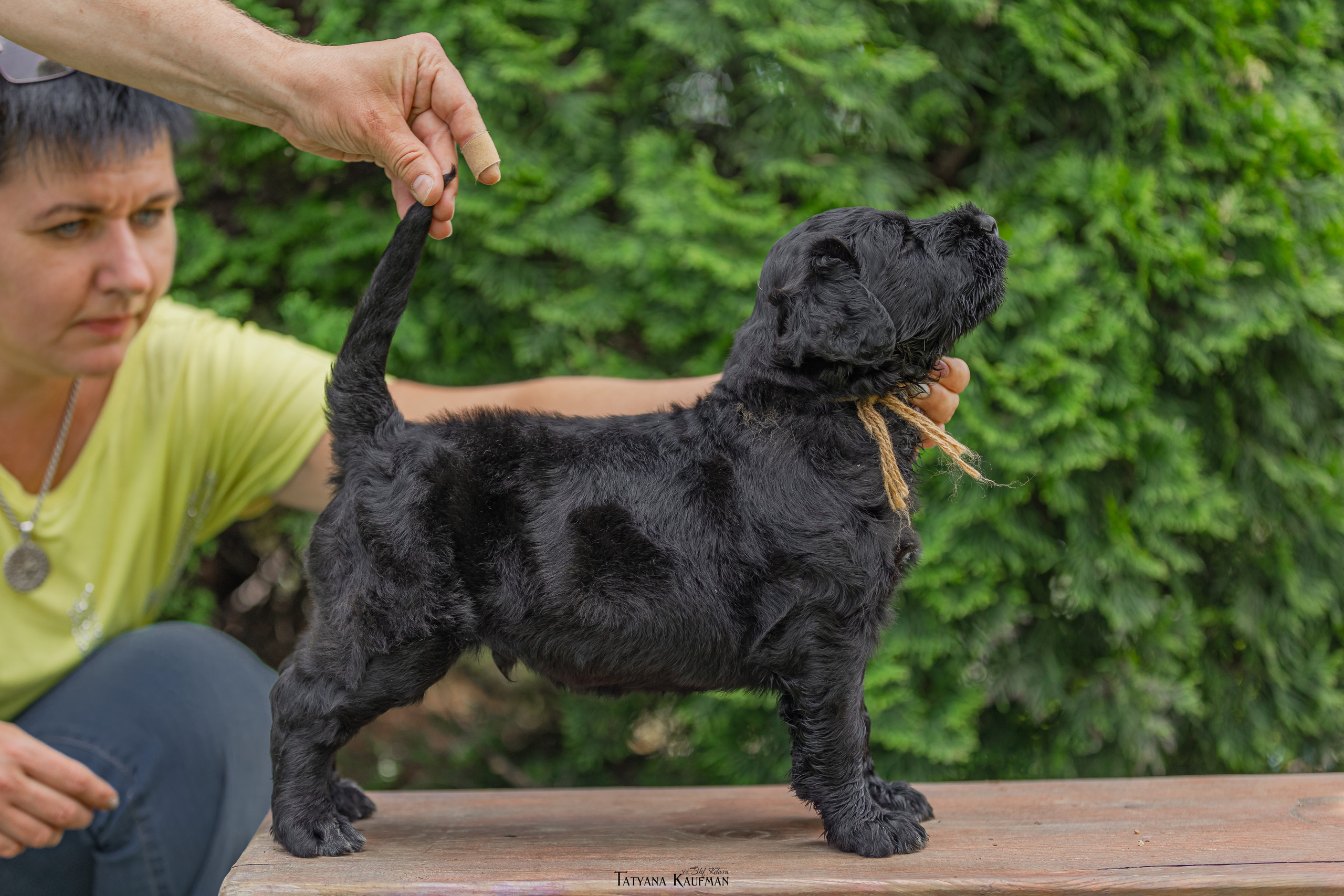 Фотосъемка щенков русских черных терьеров. Фотограф Анималист из Новосибирска Татьяна Кауфман