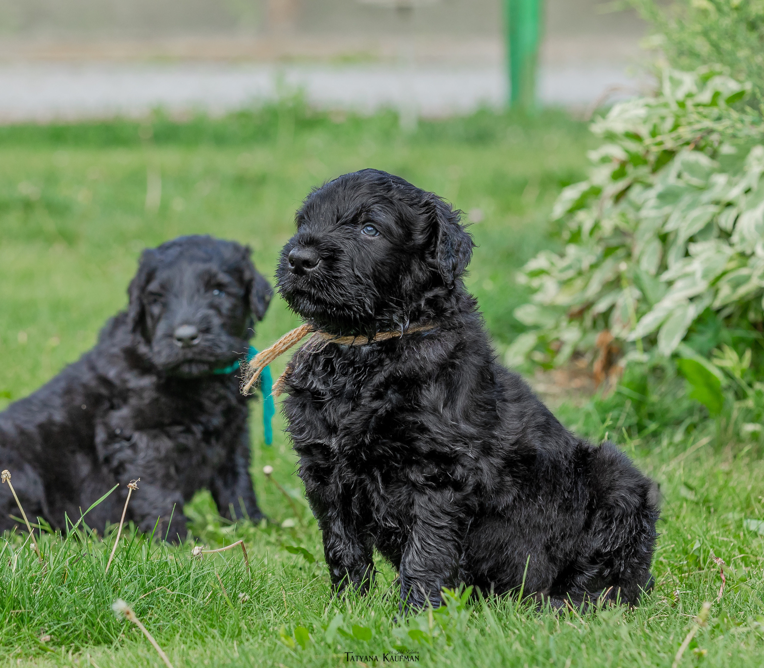 Фотосъемка щенков русских черных терьеров. Фотограф Анималист из Новосибирска Татьяна Кауфман