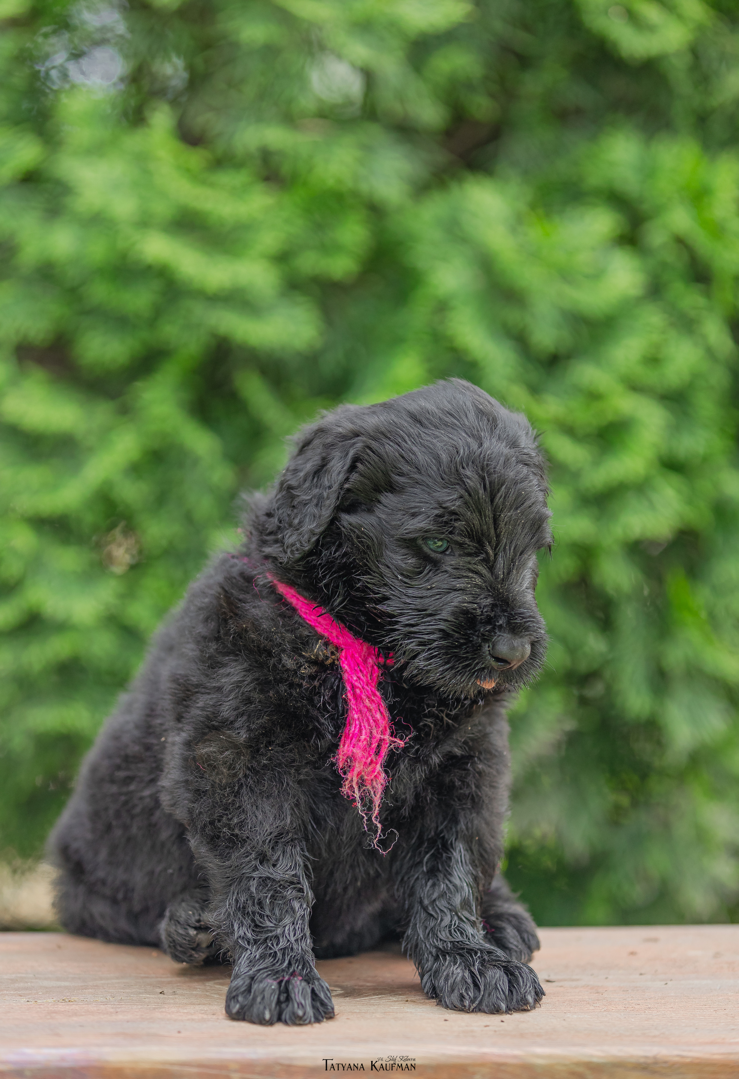 Фотосъемка щенков русских черных терьеров. Фотограф Анималист из Новосибирска Татьяна Кауфман