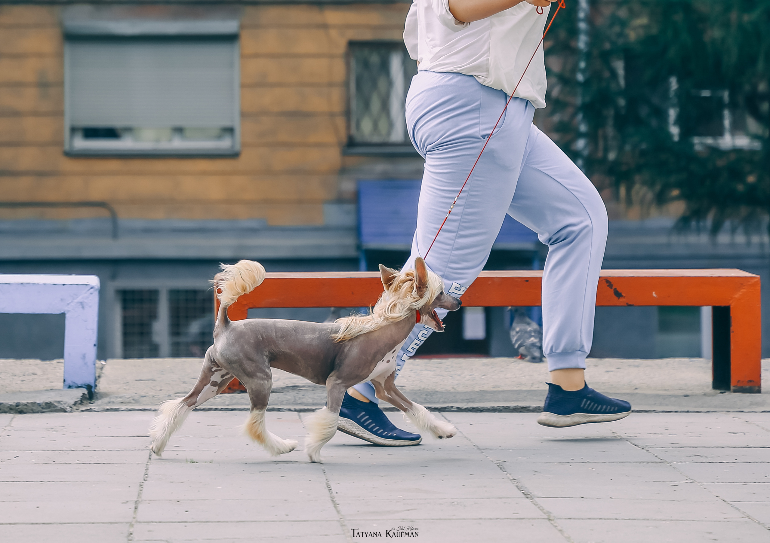 КХС Яны Кадошниковой. Фотограф Анималист из Новосибирска Татьяна Кауфман