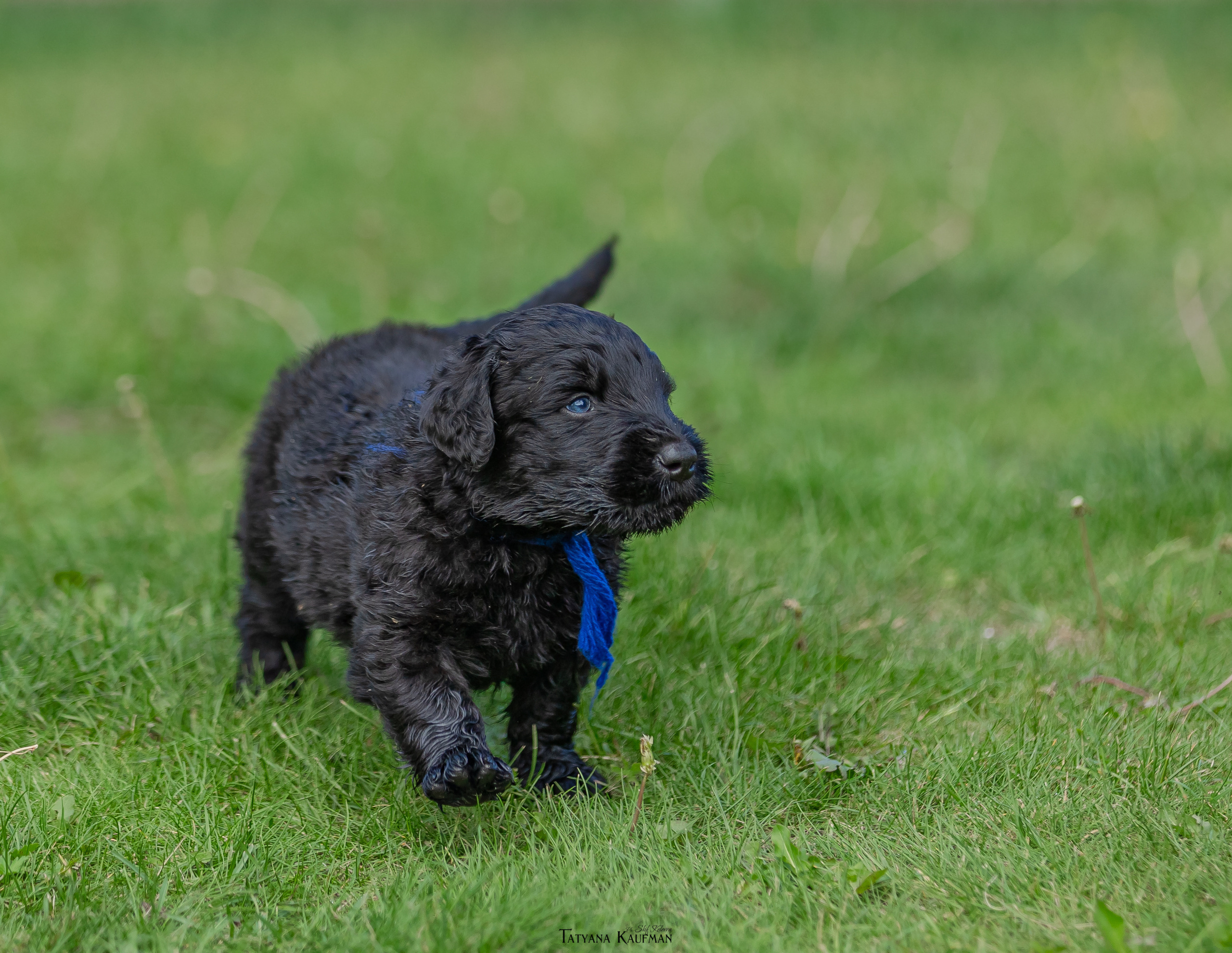 Фотосъемка щенков русских черных терьеров. Фотограф Анималист из Новосибирска Татьяна Кауфман