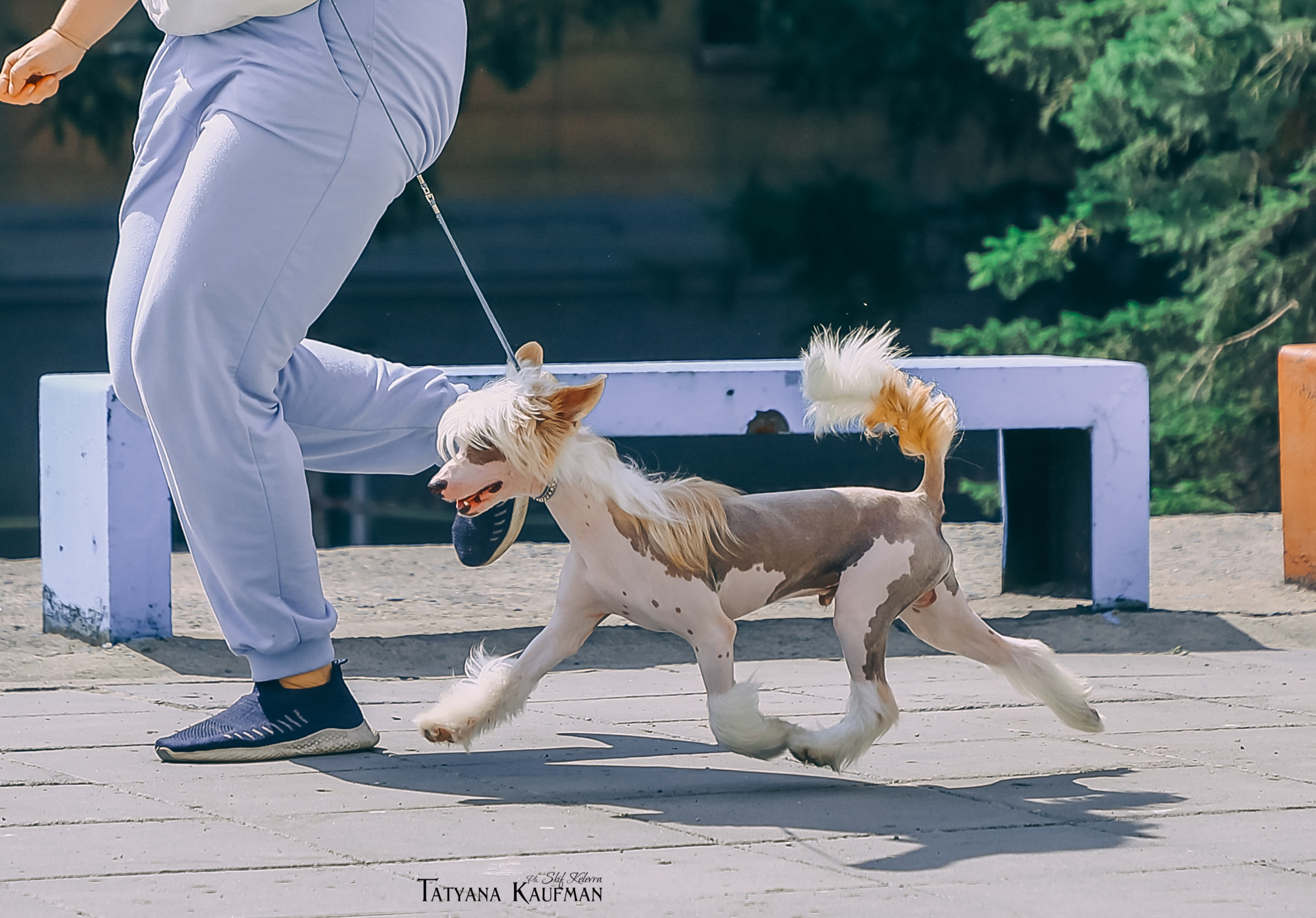 КХС Яны Кадошниковой. Фотограф Анималист из Новосибирска Татьяна Кауфман