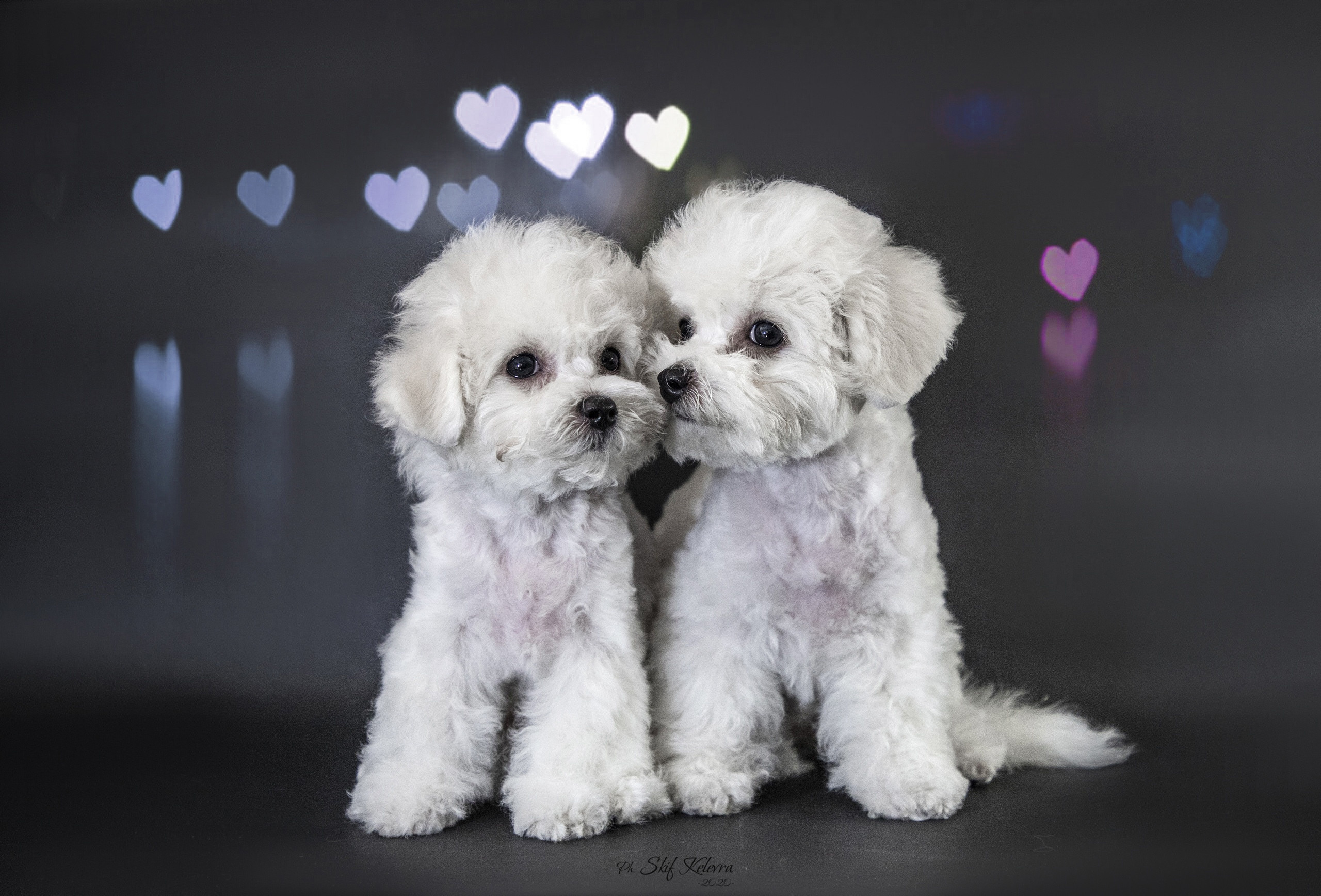 МК_СКИФКА. Фотограф Анималист из Новосибирска Татьяна Кауфман