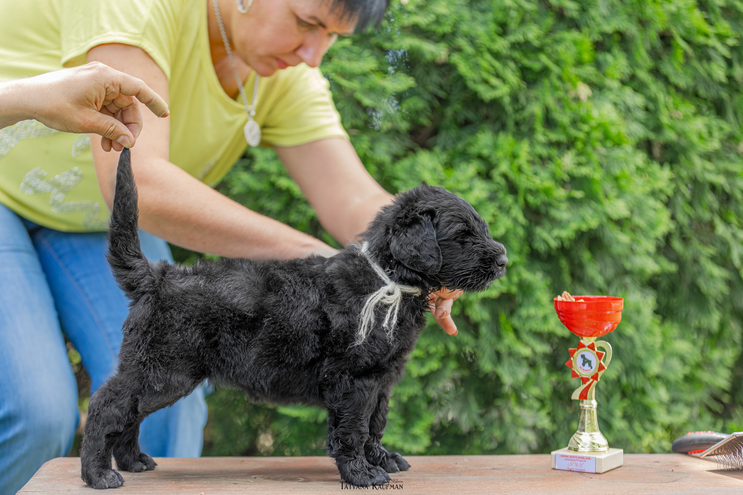 Фотосъемка щенков русских черных терьеров. Фотограф Анималист из Новосибирска Татьяна Кауфман