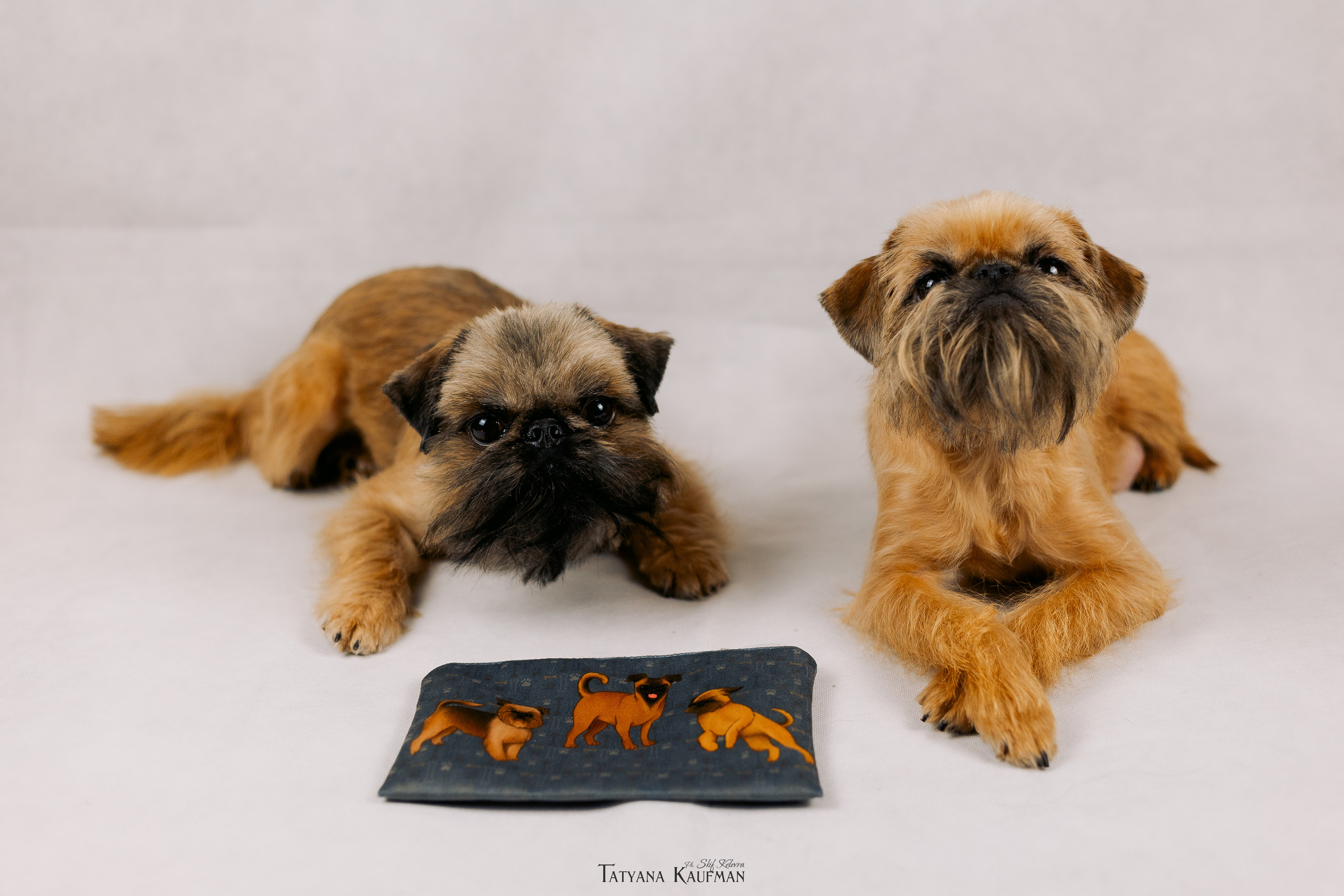 Фотосессия брюссельских гриффонов. Фотограф Анималист из Новосибирска Татьяна Кауфман