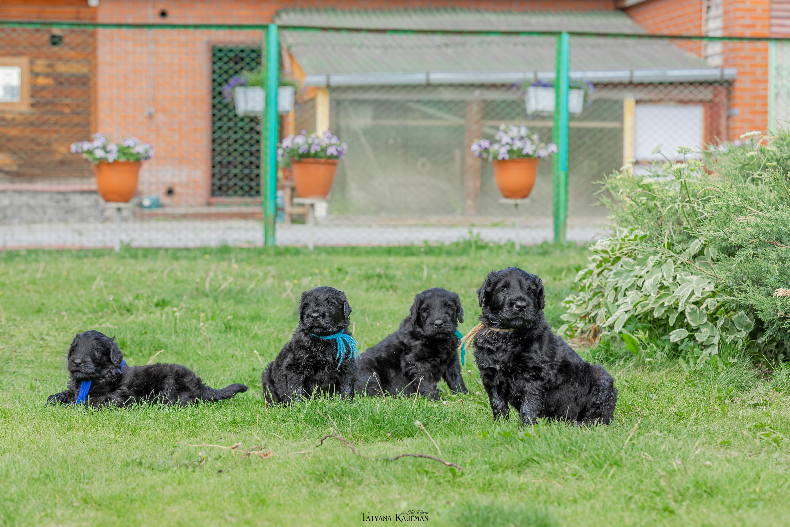 Фотосъемка щенков русских черных терьеров. Фотограф Анималист из Новосибирска Татьяна Кауфман