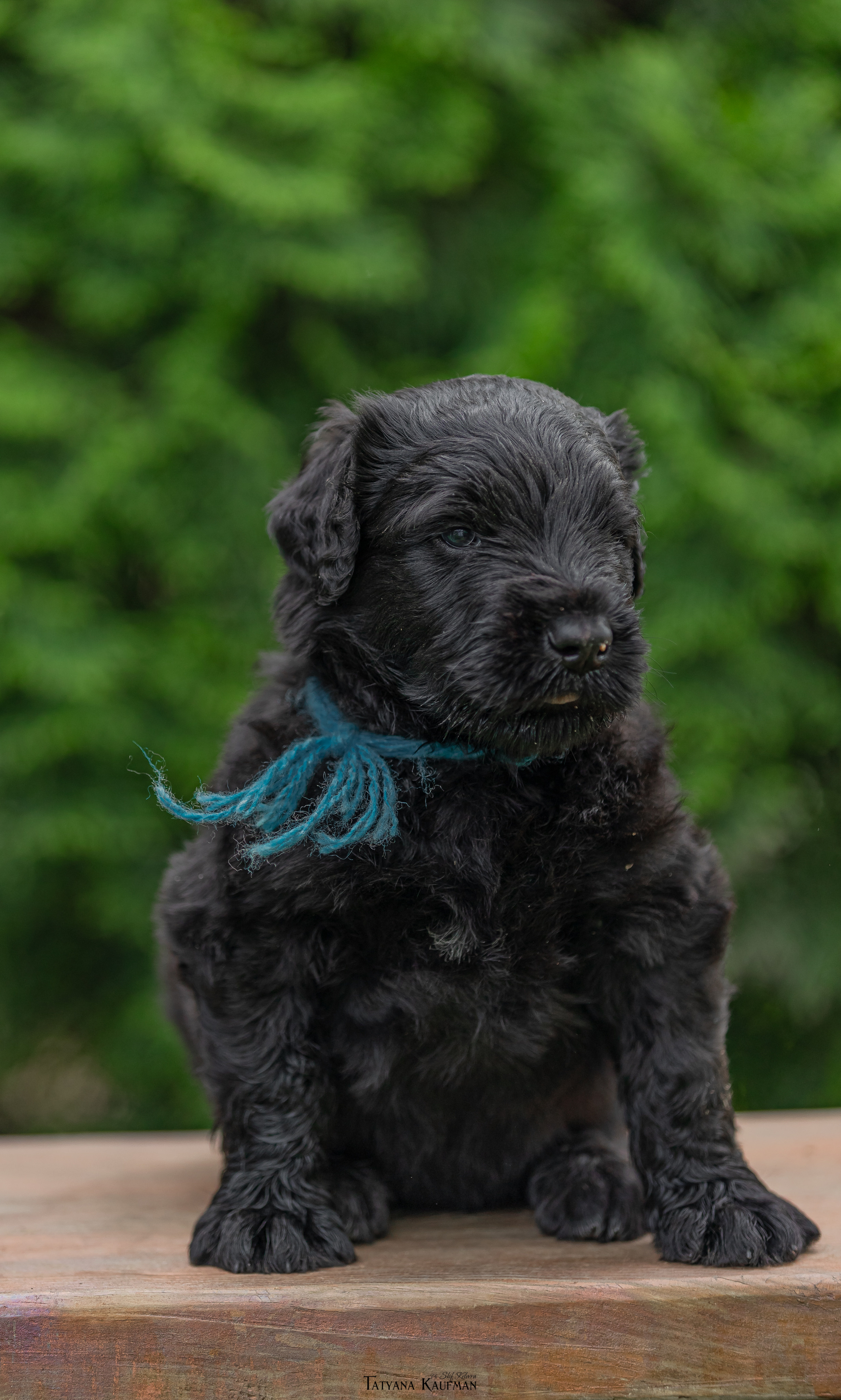 Фотосъемка щенков русских черных терьеров. Фотограф Анималист из Новосибирска Татьяна Кауфман