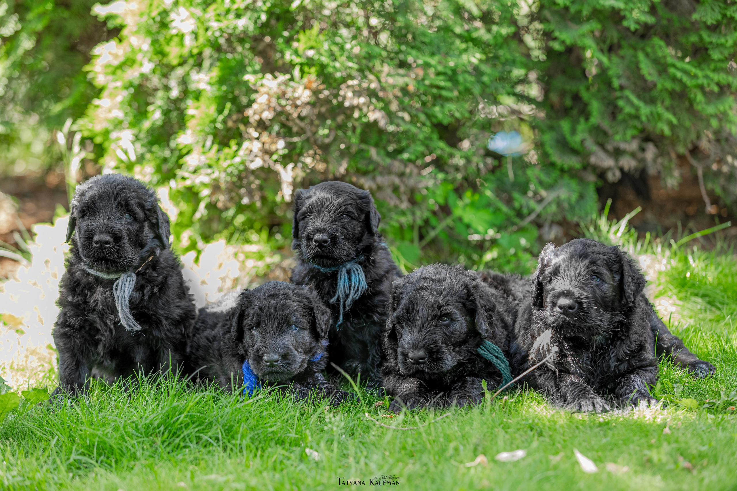 Фотосъемка щенков русских черных терьеров. Фотограф Анималист из Новосибирска Татьяна Кауфман