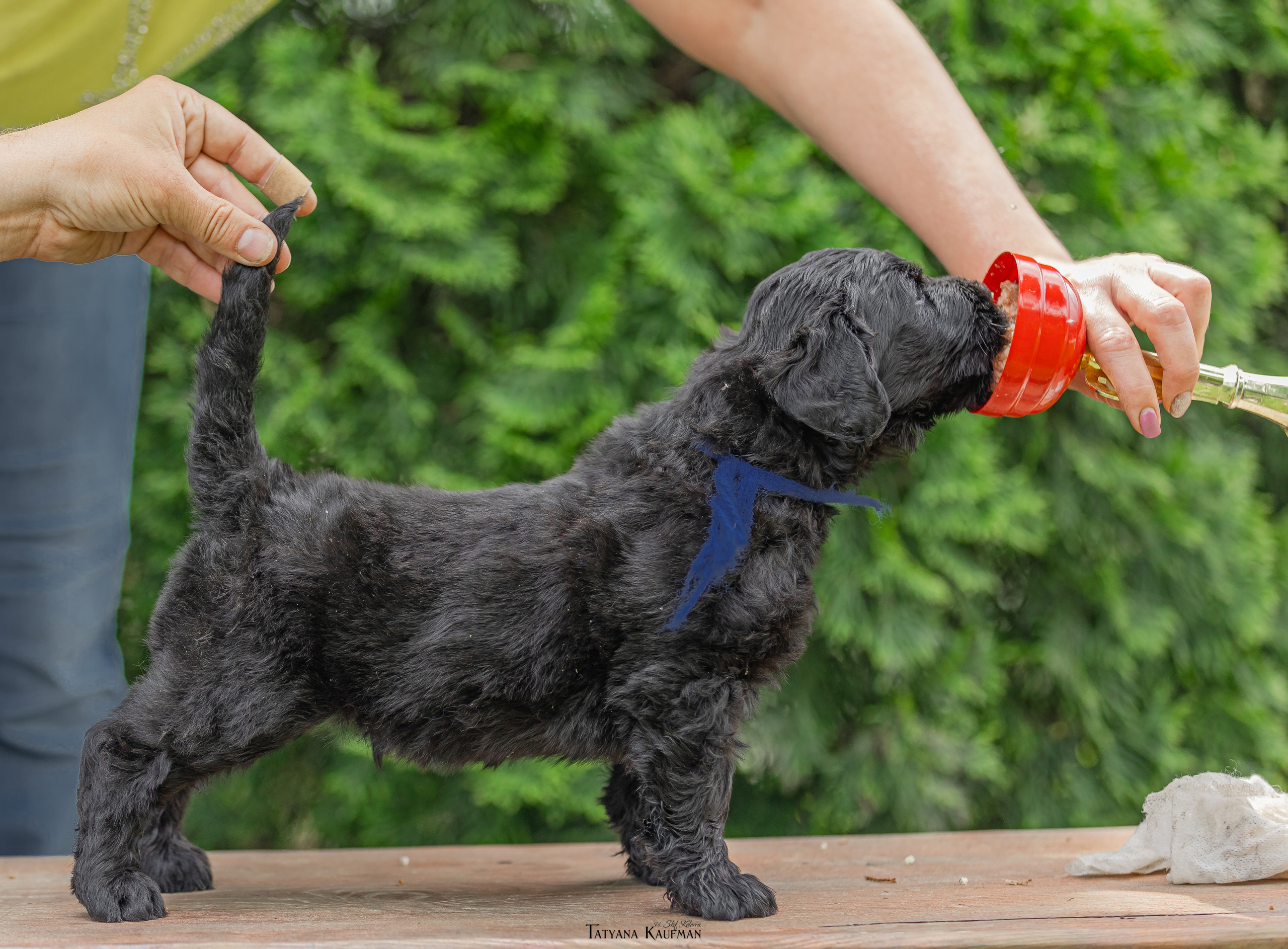 Фотосъемка щенков русских черных терьеров. Фотограф Анималист из Новосибирска Татьяна Кауфман
